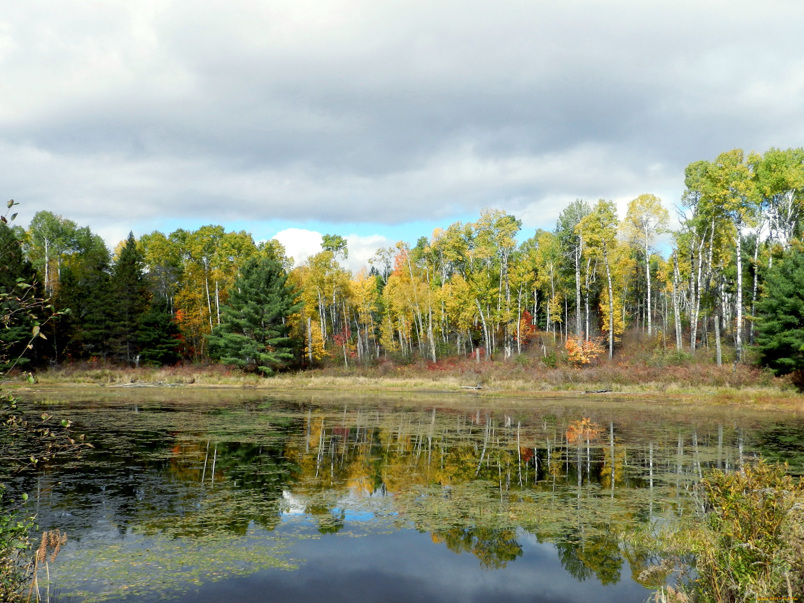 природа, реки, озера, осень, березки, отражение