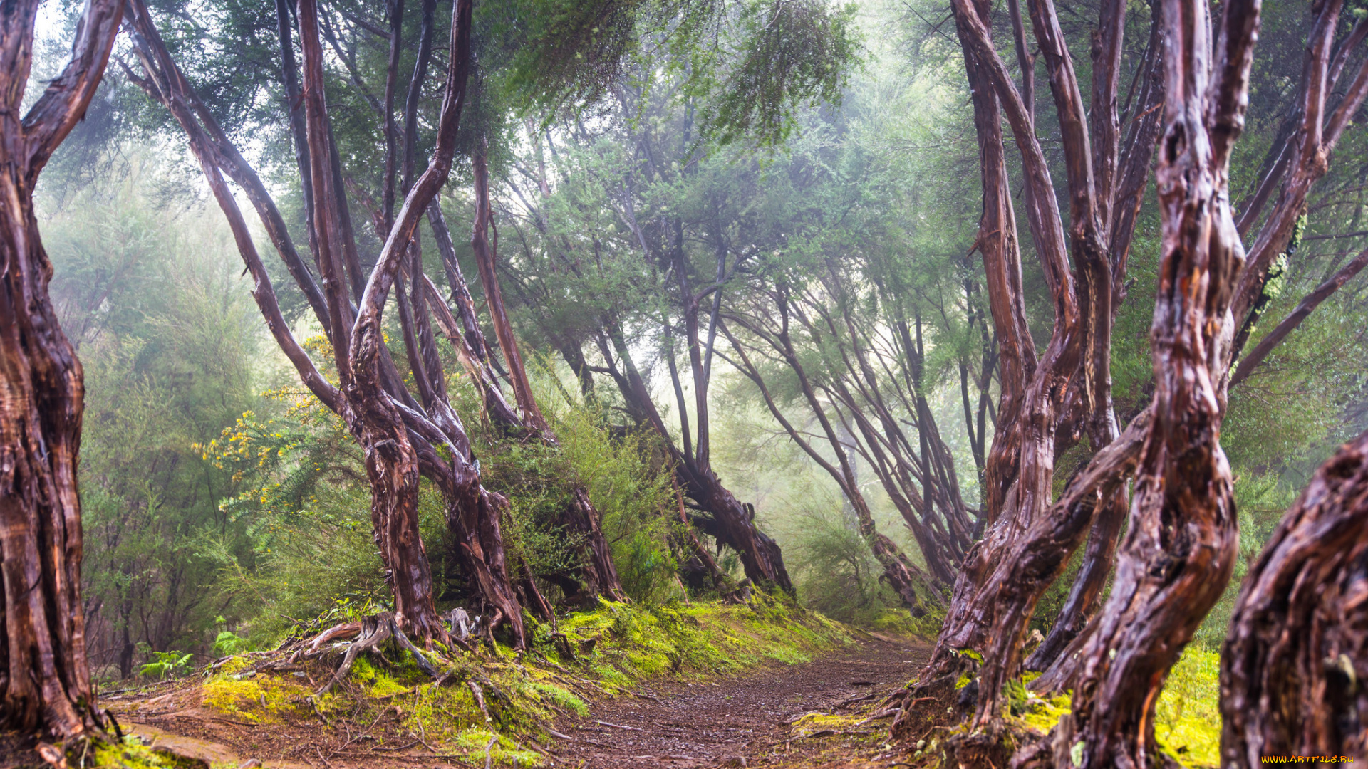 природа, дороги, простор