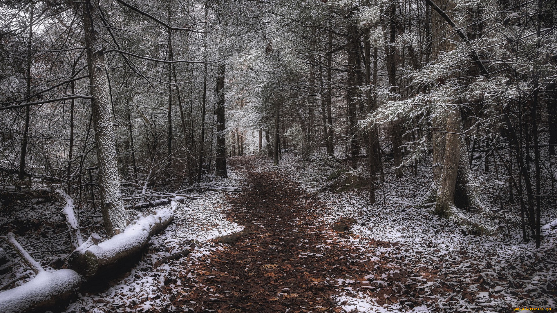 природа, лес, простор