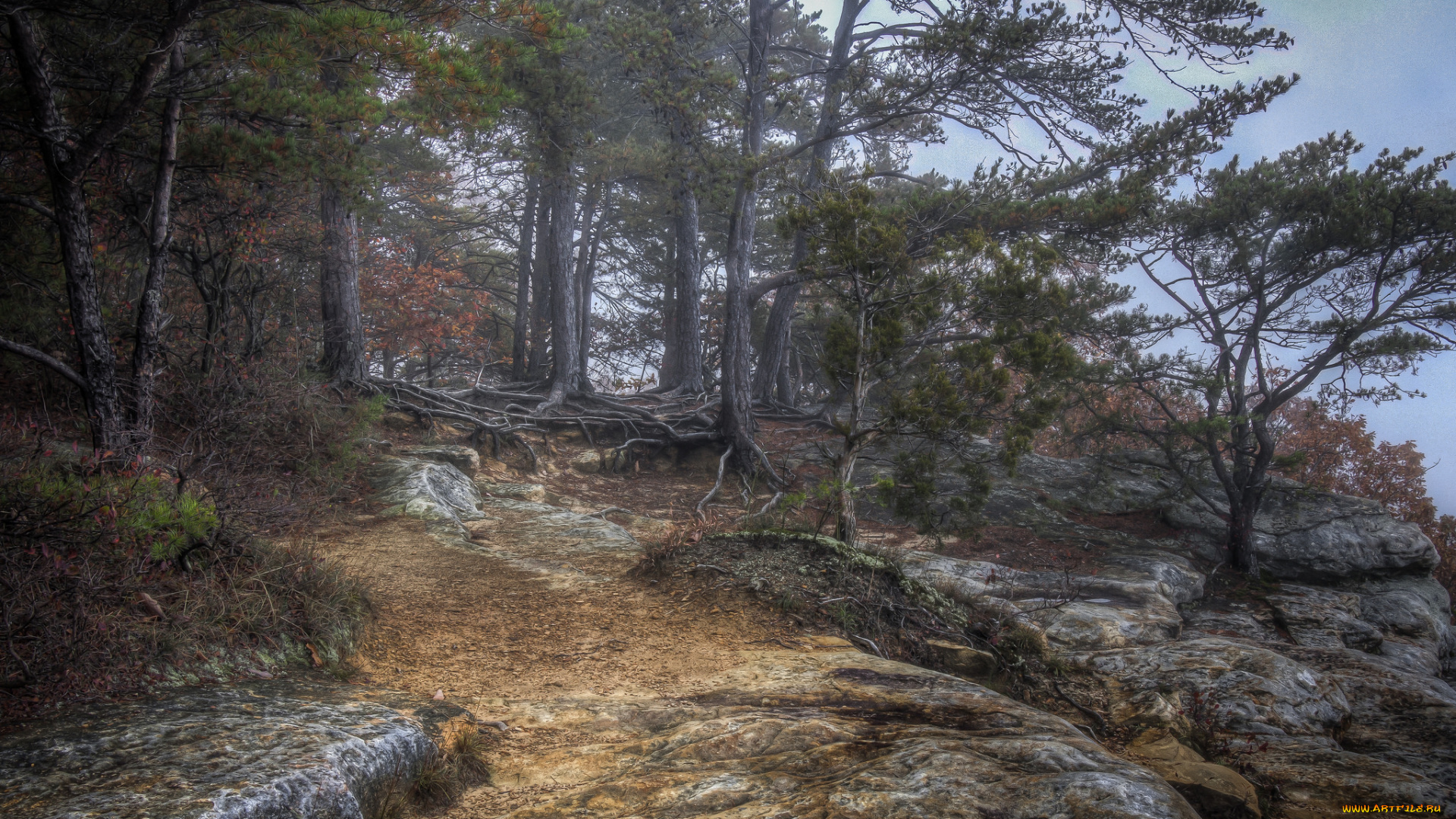 природа, лес, простор