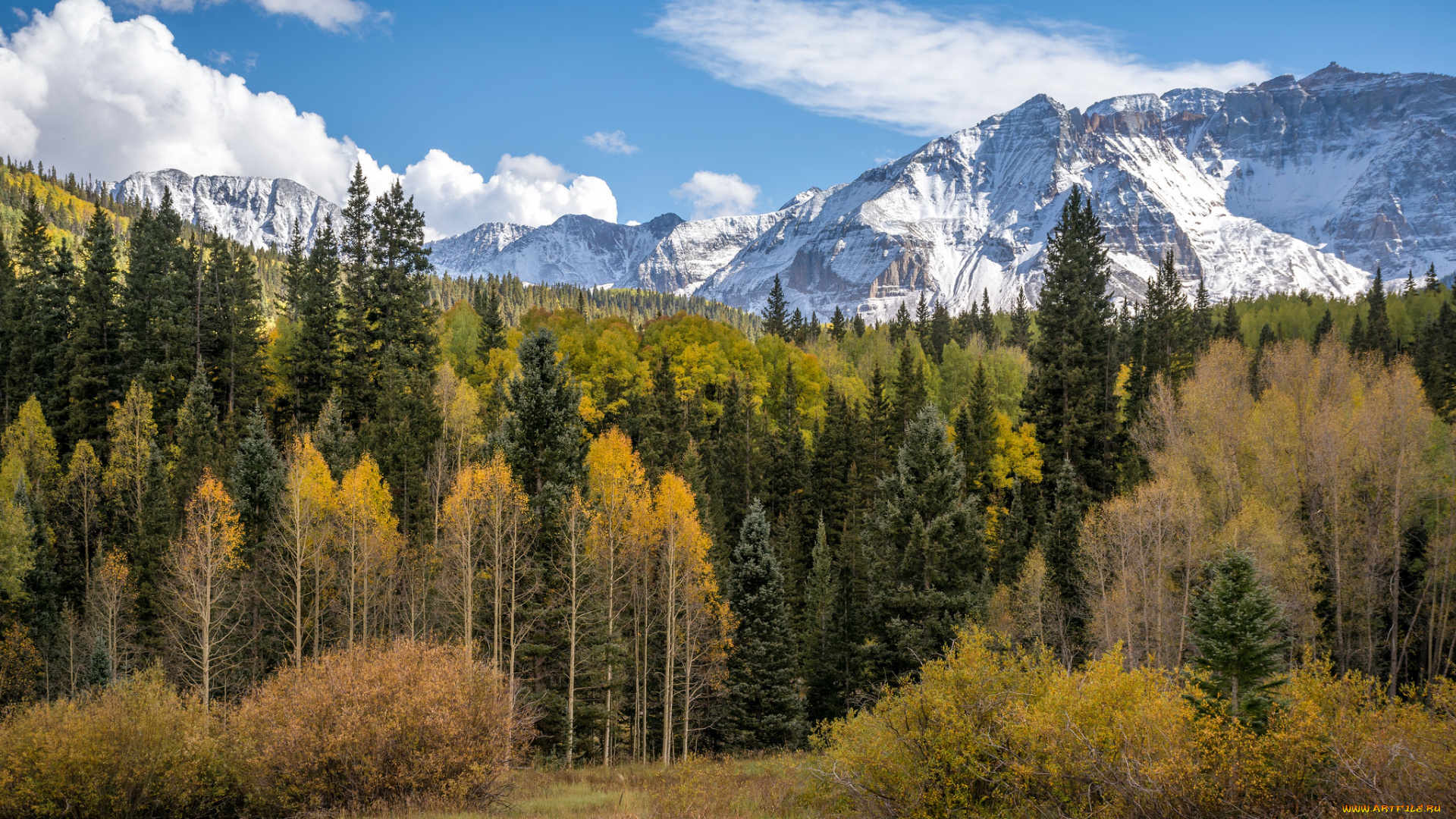 природа, лес, простор