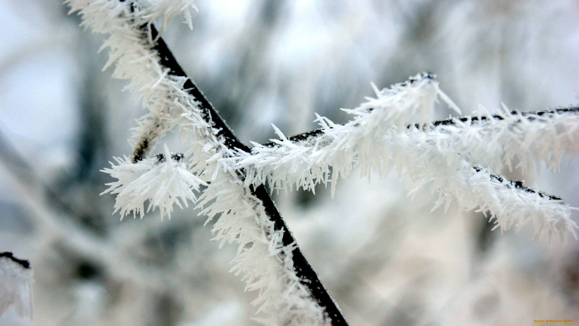 природа, макро, фон, иней, ветка