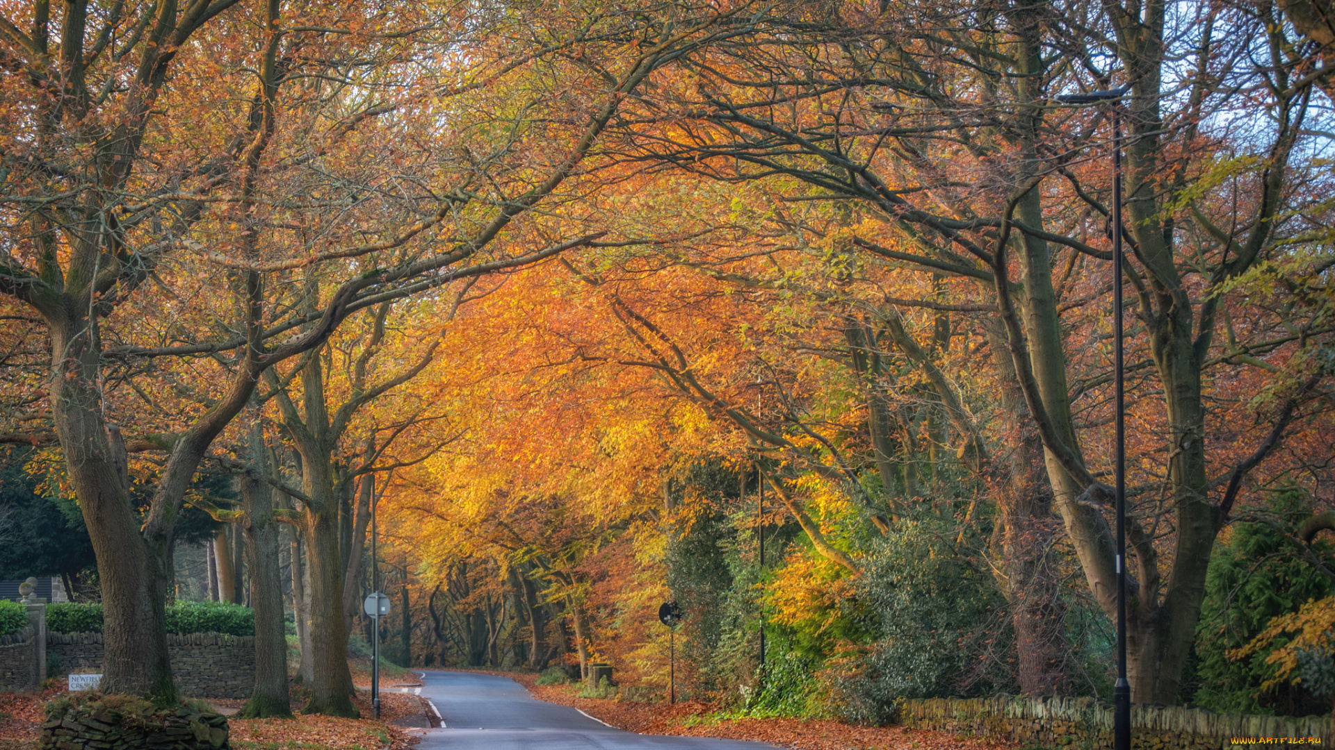 природа, парк, простор