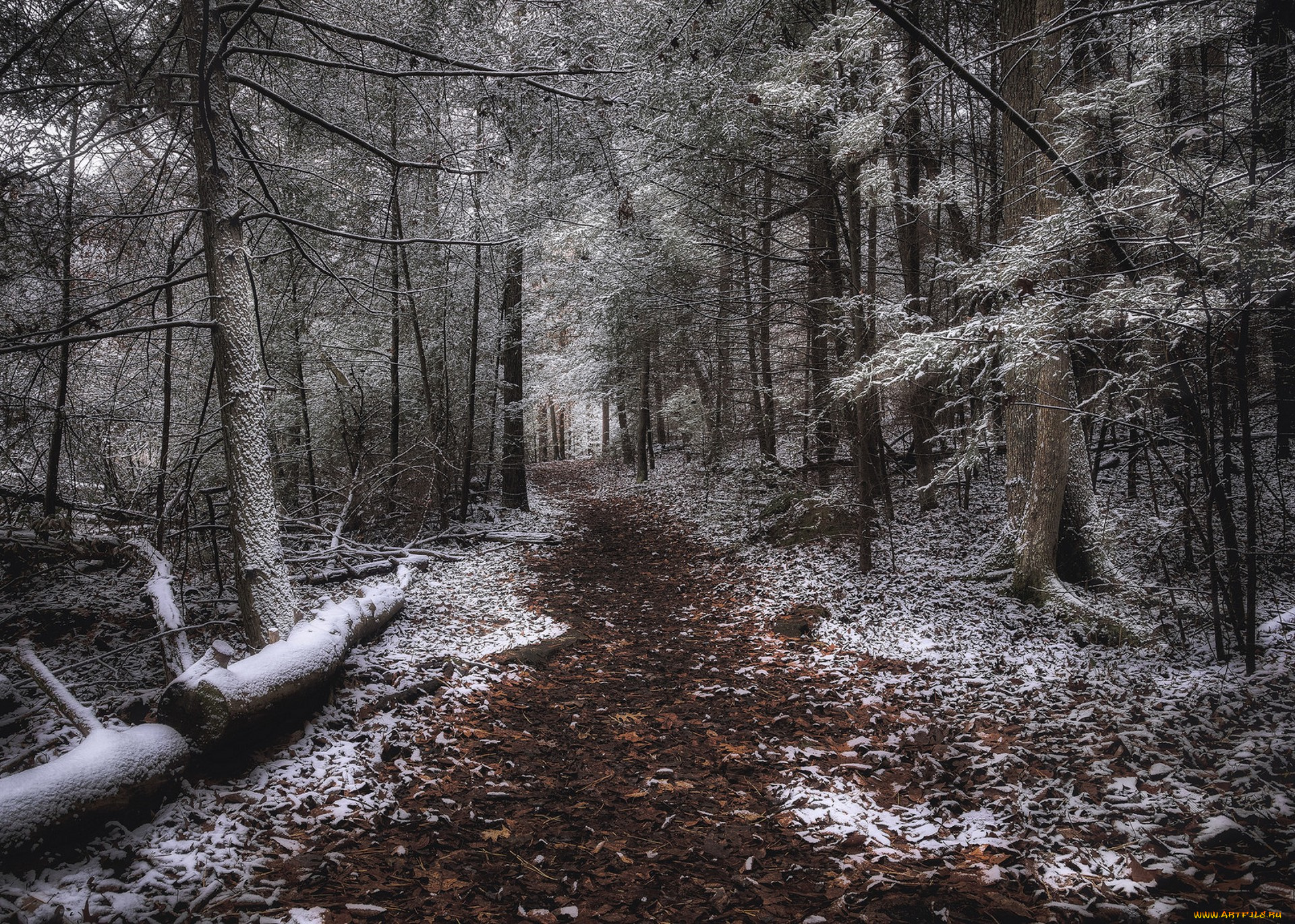 природа, лес, простор