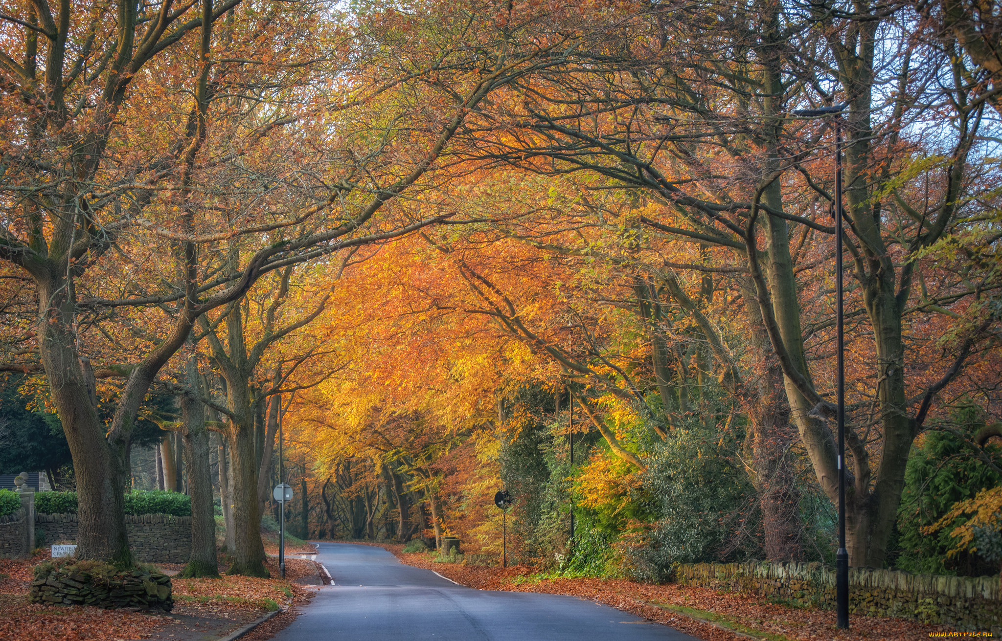 природа, парк, простор