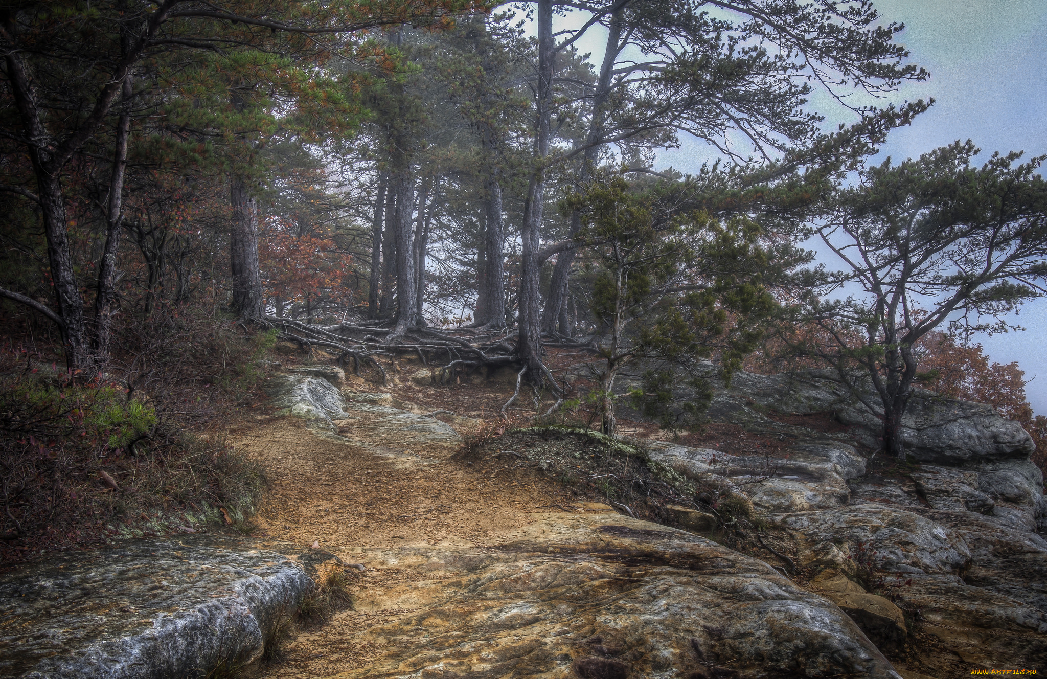 природа, лес, простор