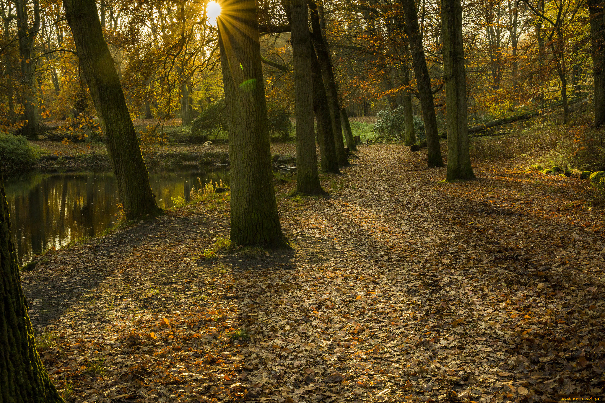 природа, лес, простор