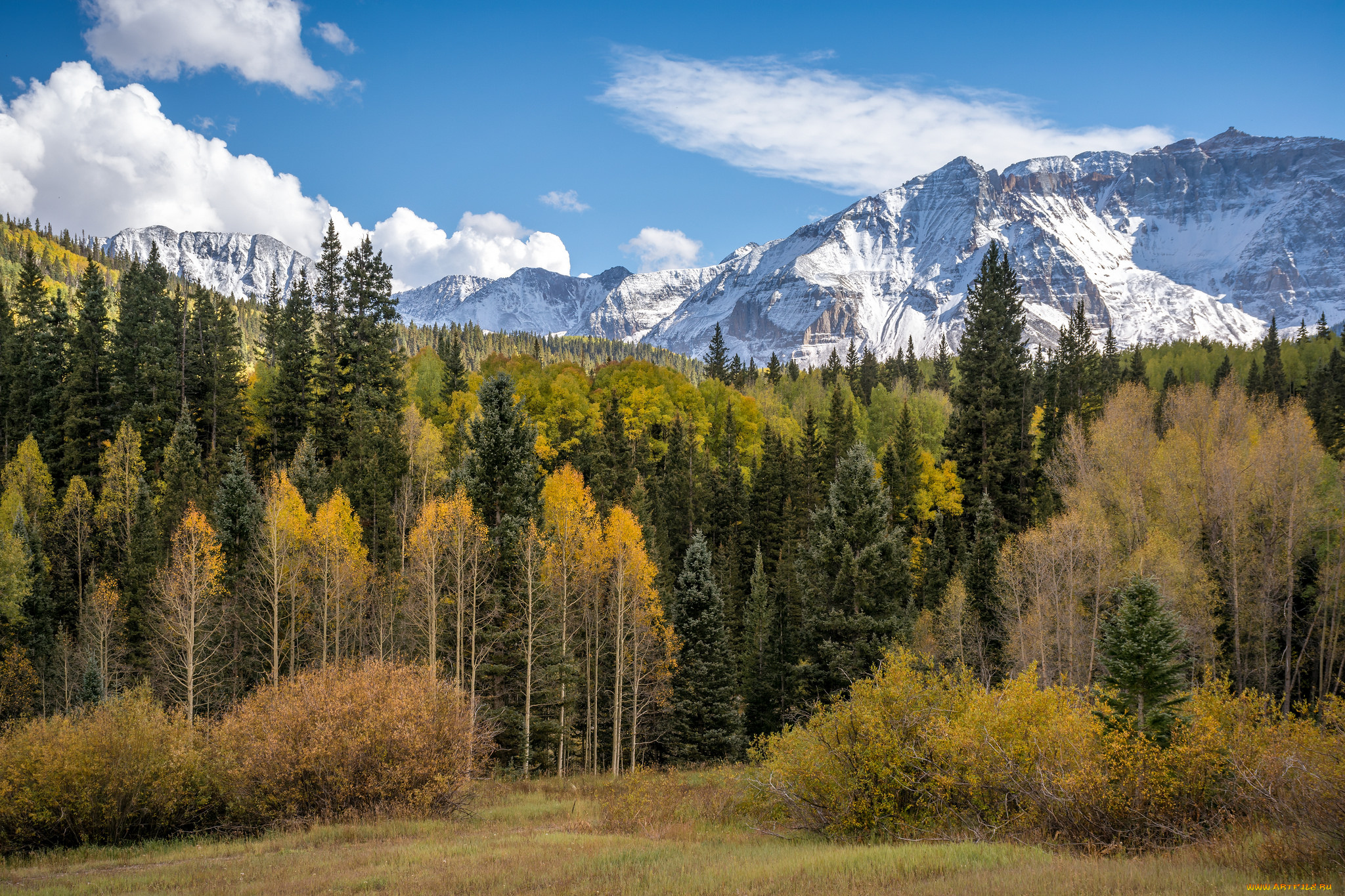 природа, лес, простор