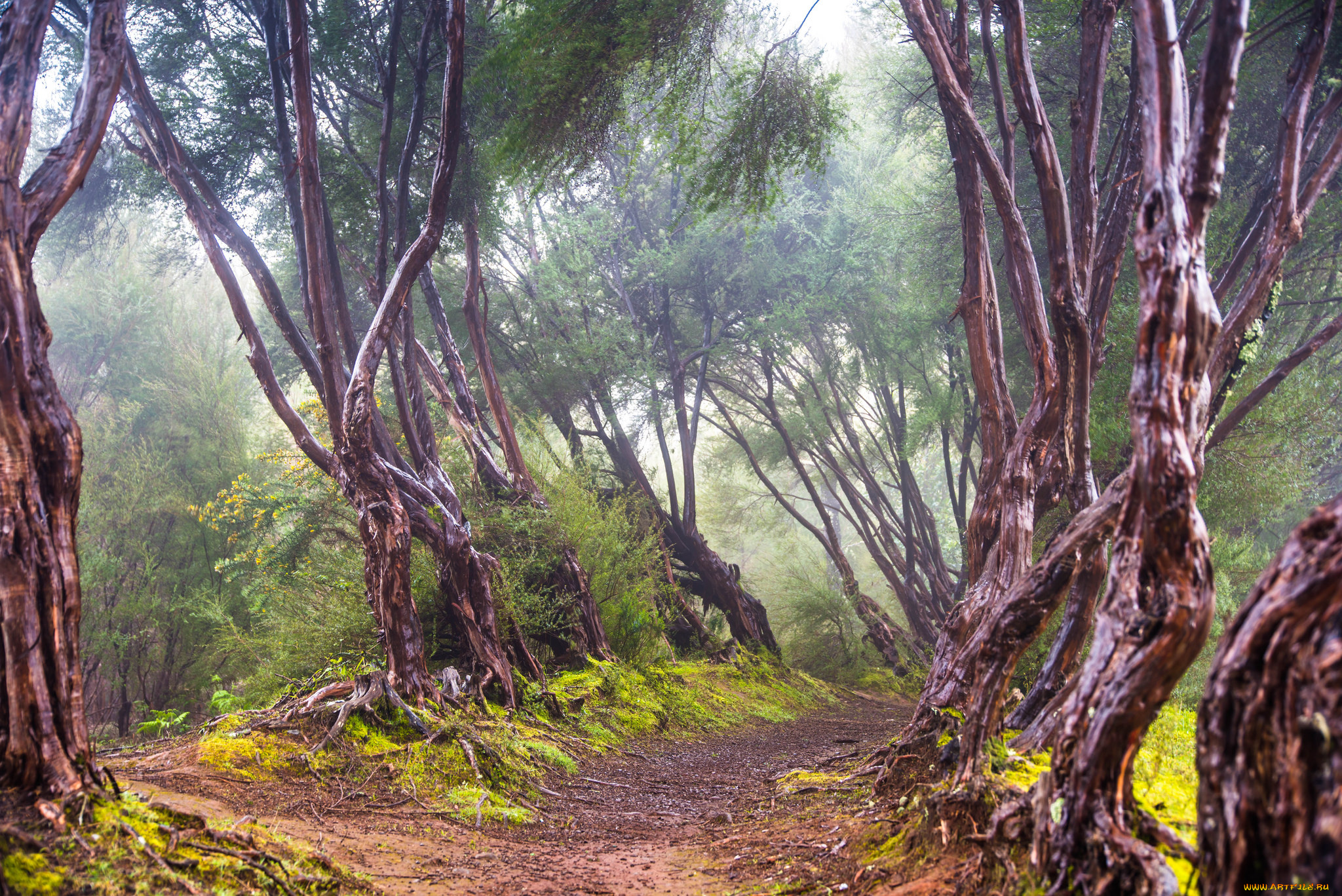 природа, дороги, простор