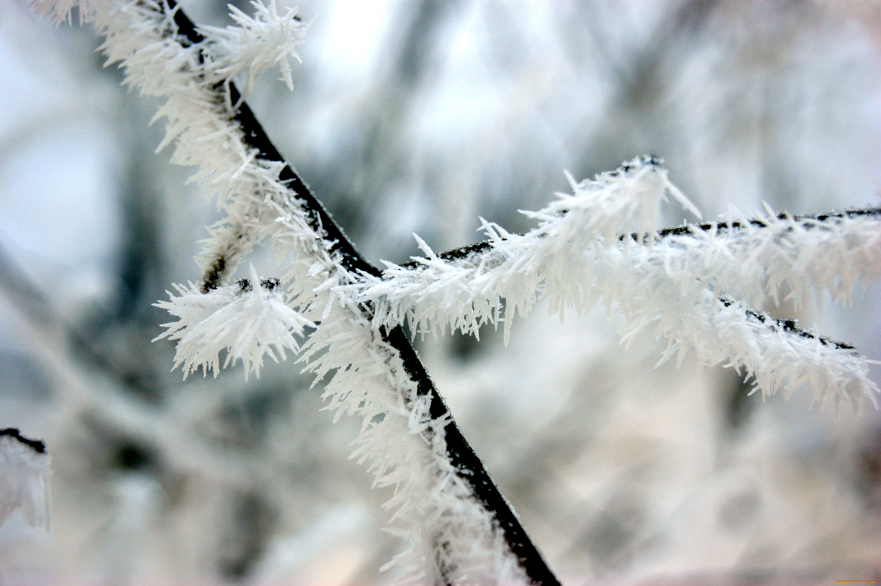 природа, макро, фон, иней, ветка