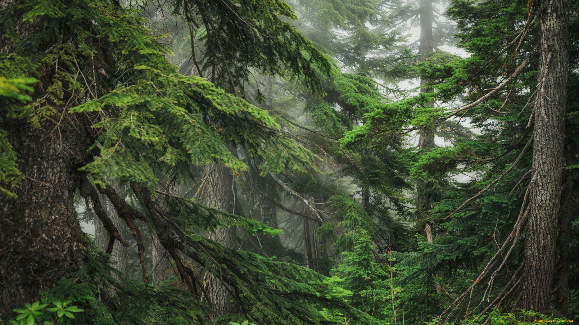 природа, лес, простор