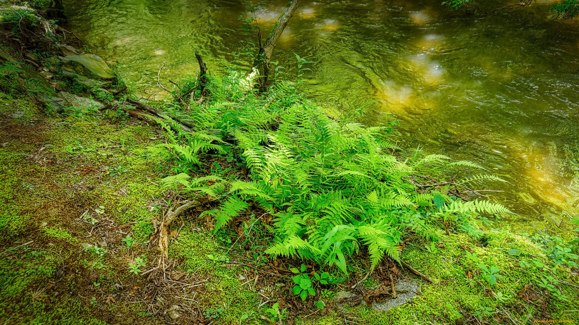 природа, листья, простор