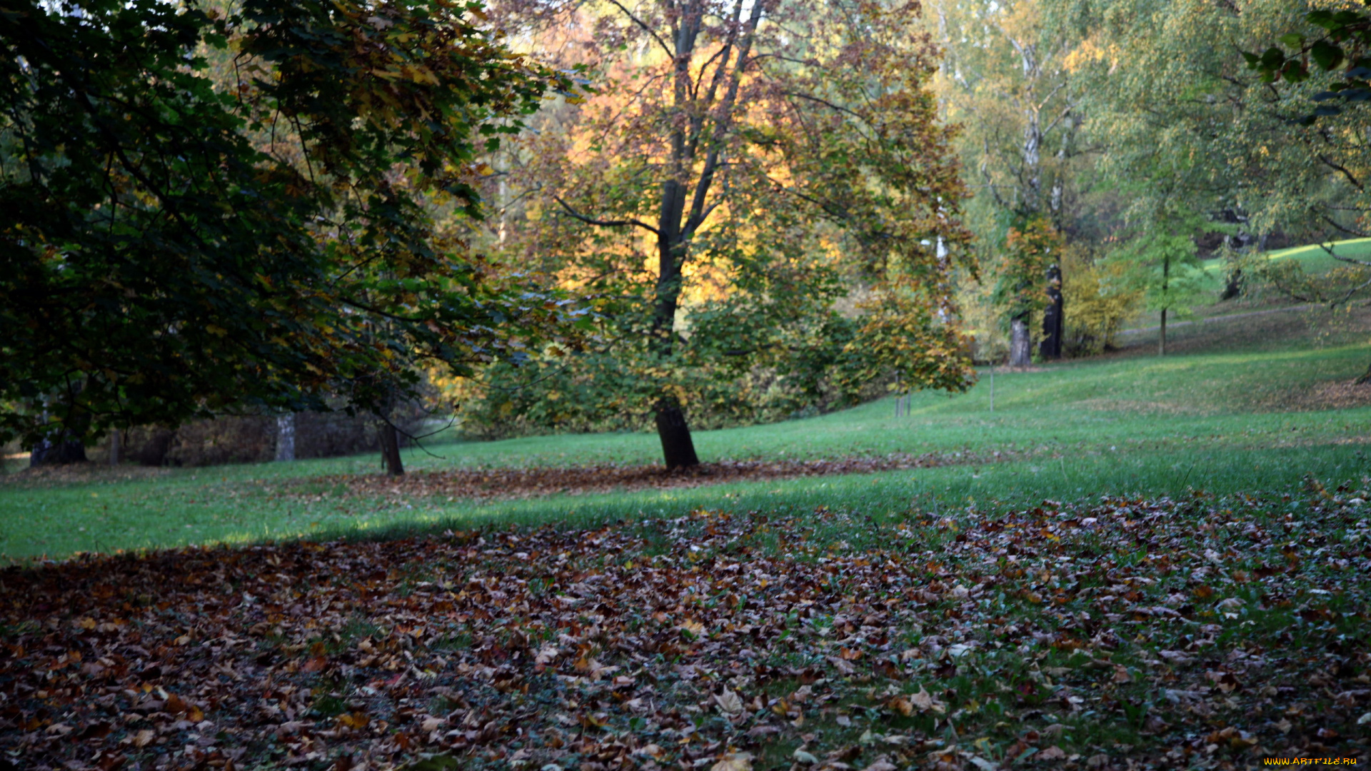 природа, парк, осень