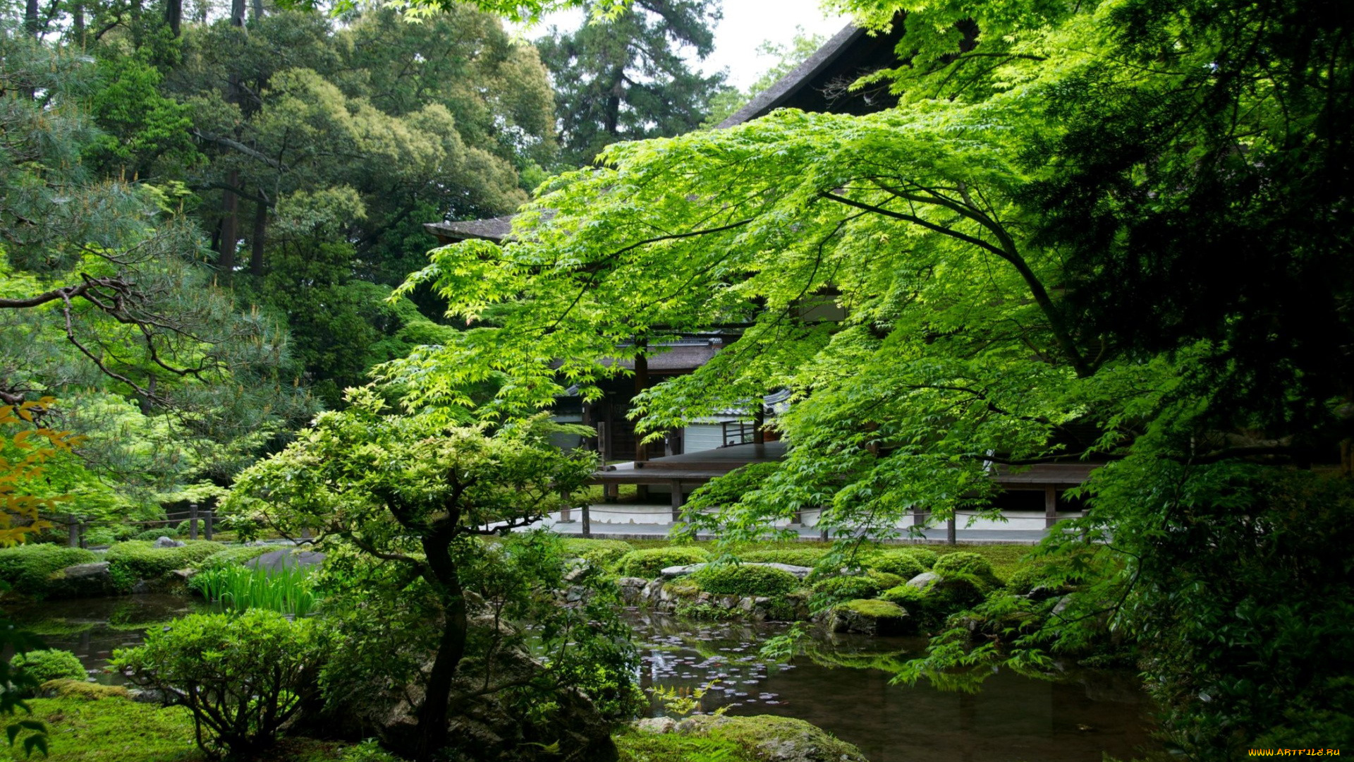 природа, парк, японский, садик
