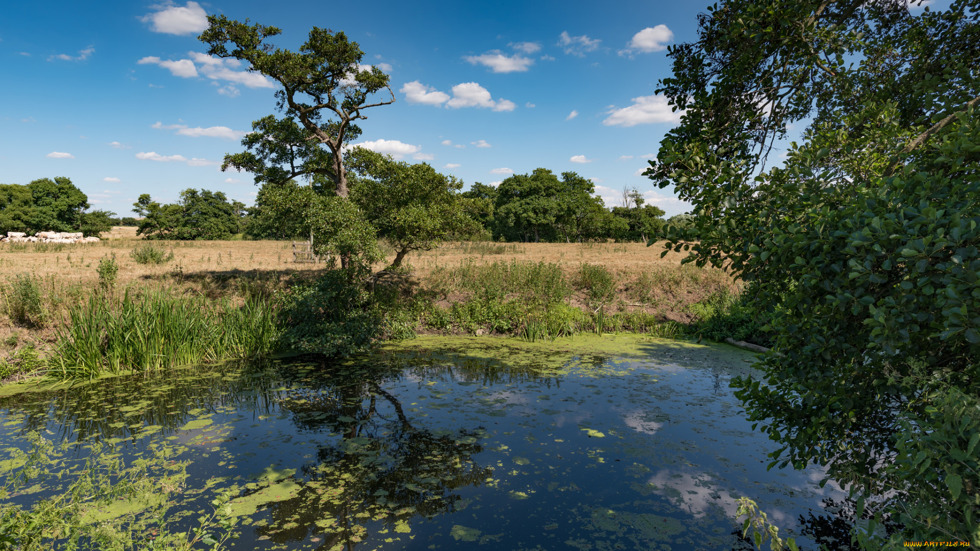 природа, реки, озера, простор
