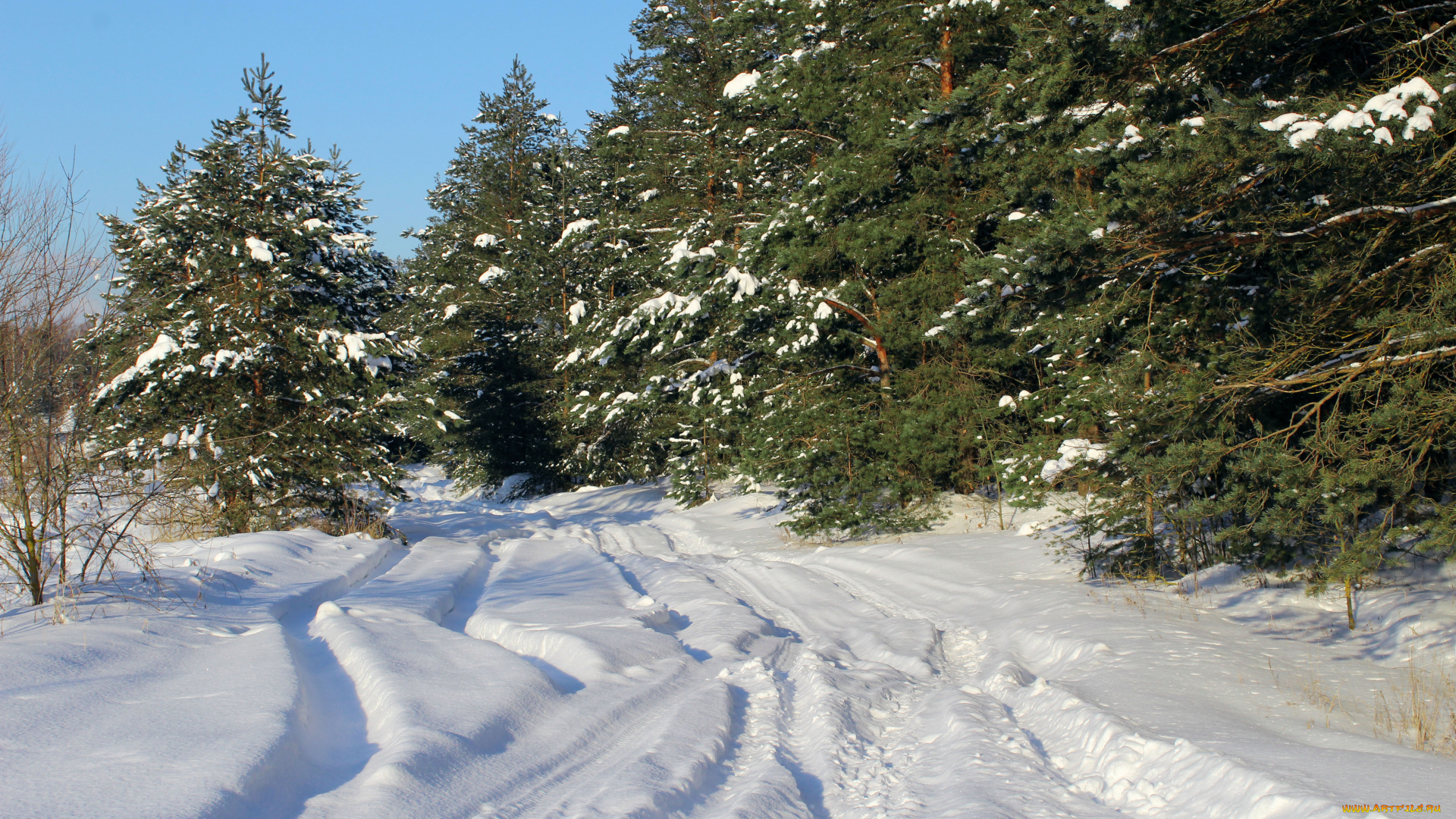 природа, зима, тени, снег, лес