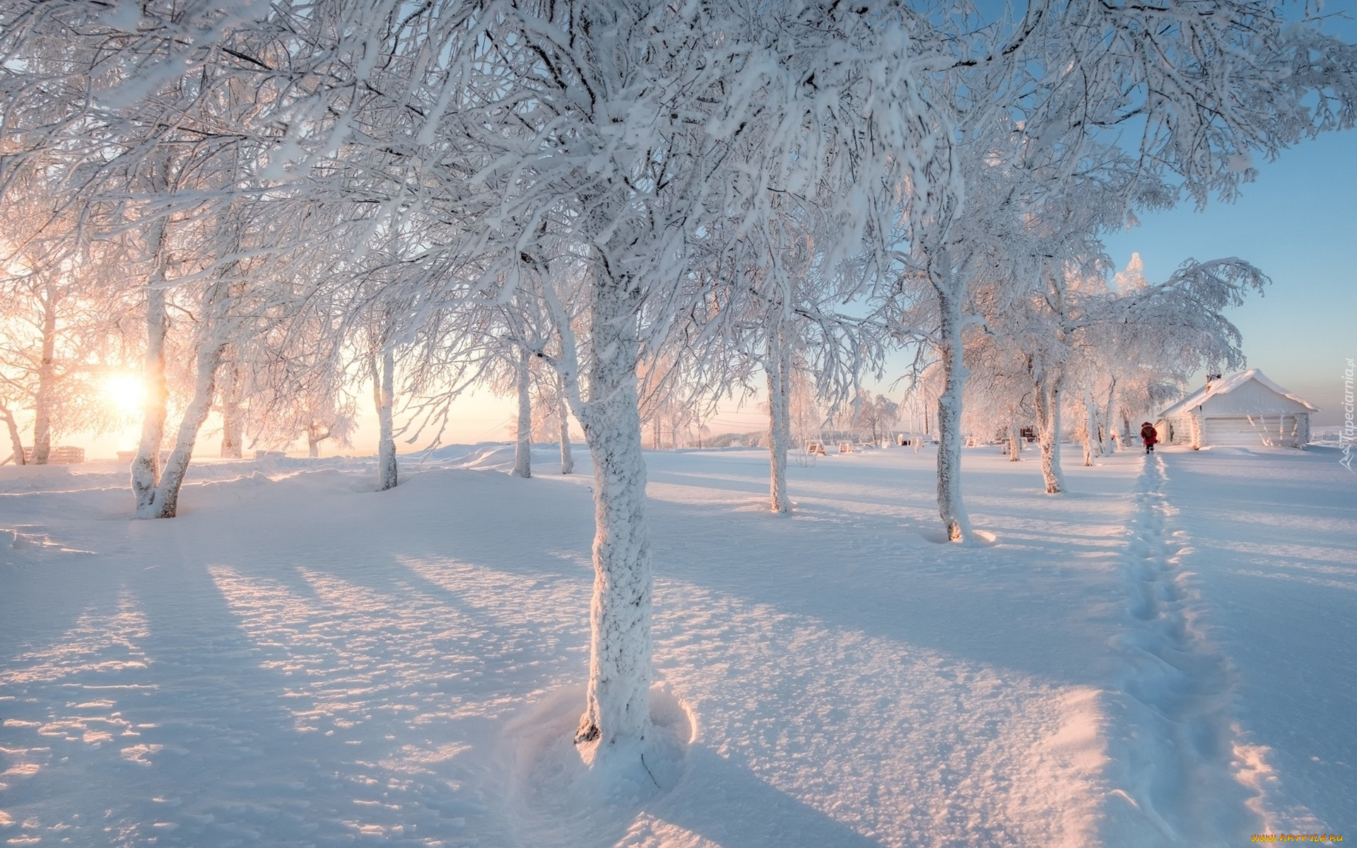 природа, зима, деревья, снег