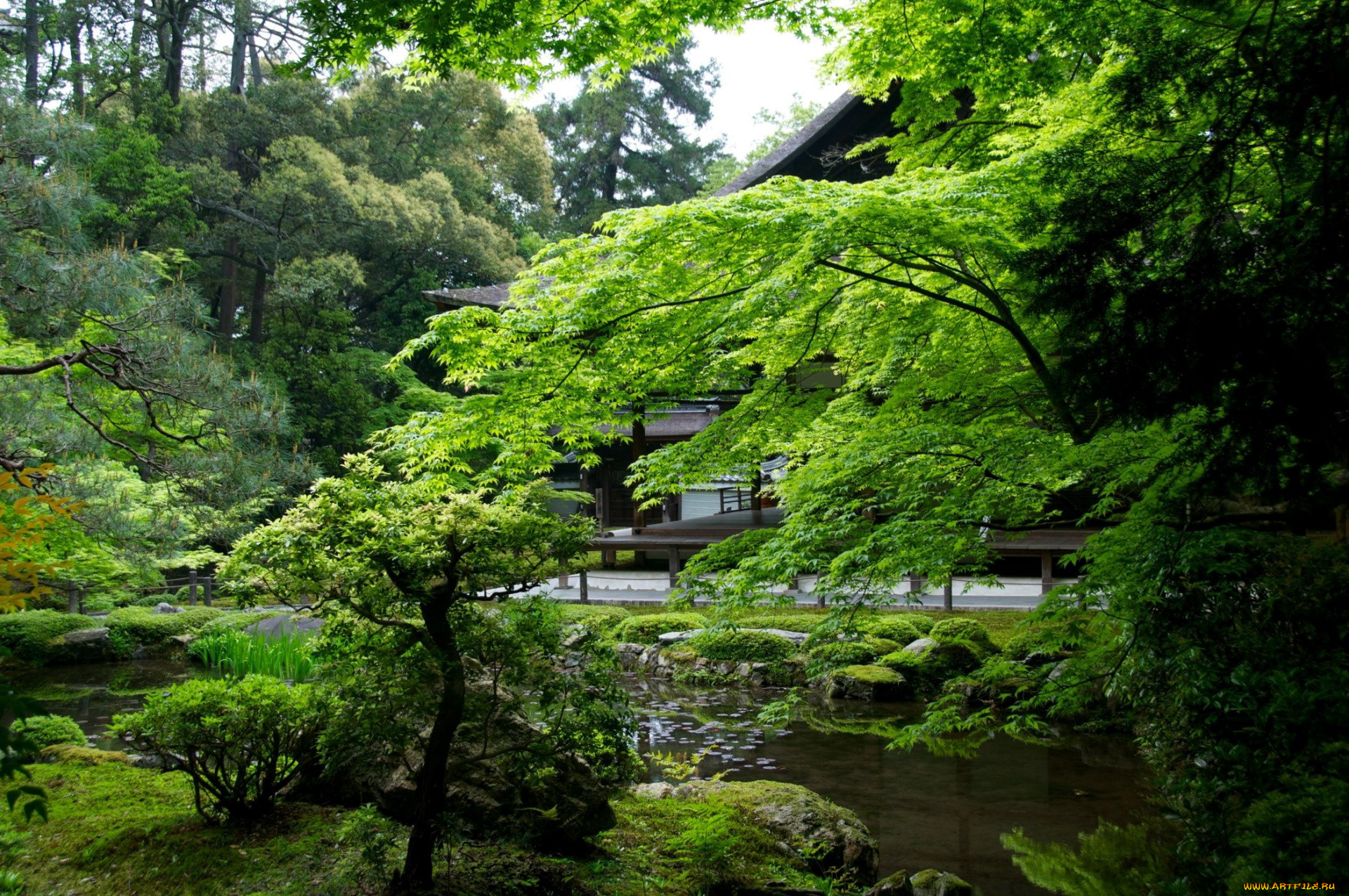 природа, парк, японский, садик