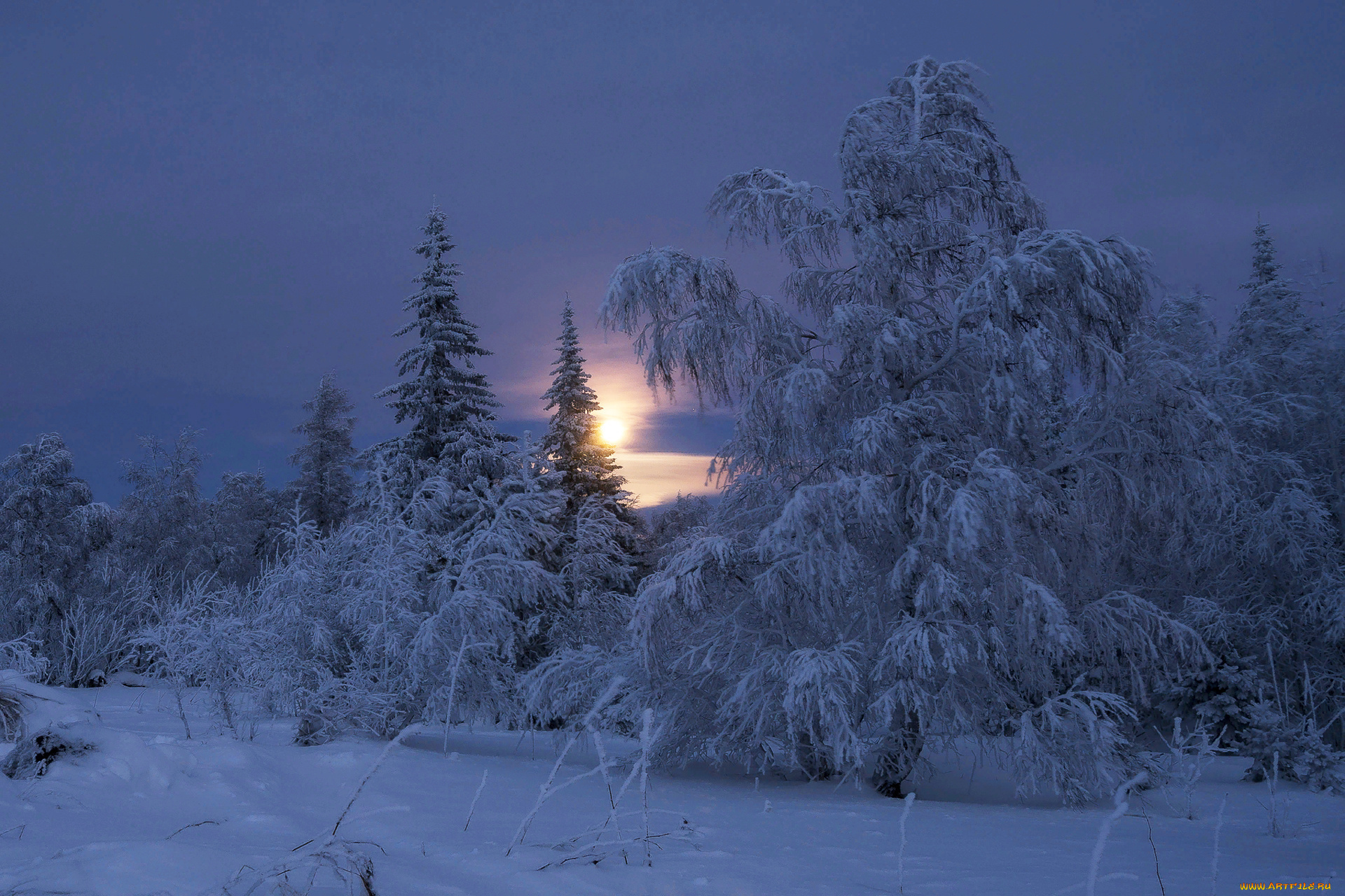 природа, зима, снег, деревья, пейзаж, утро, рассвет, солнце