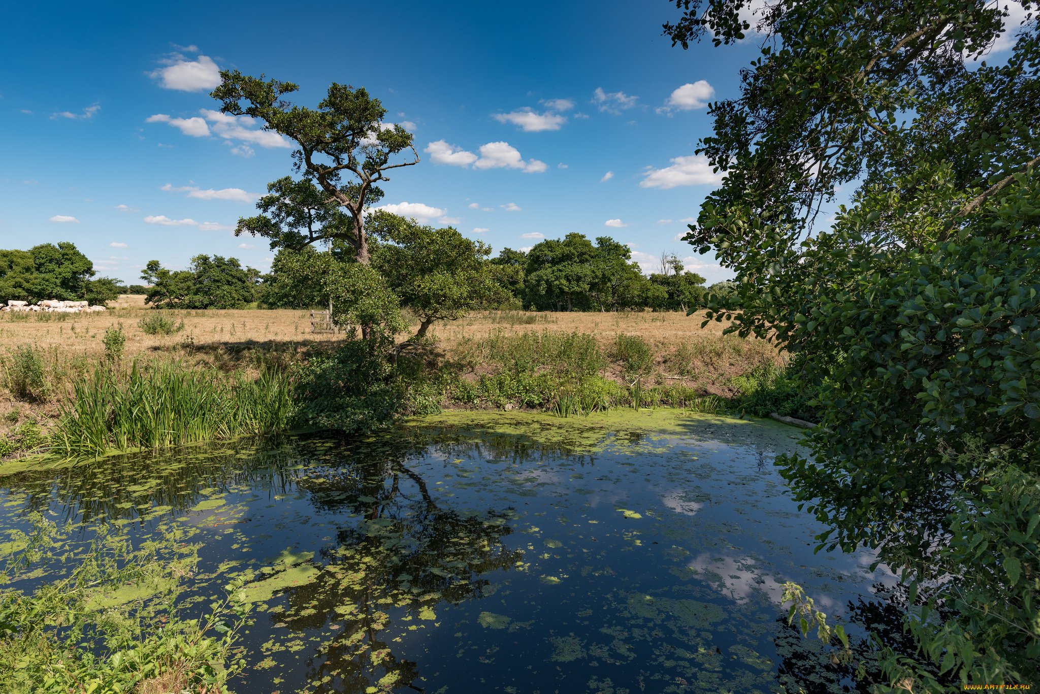 природа, реки, озера, простор