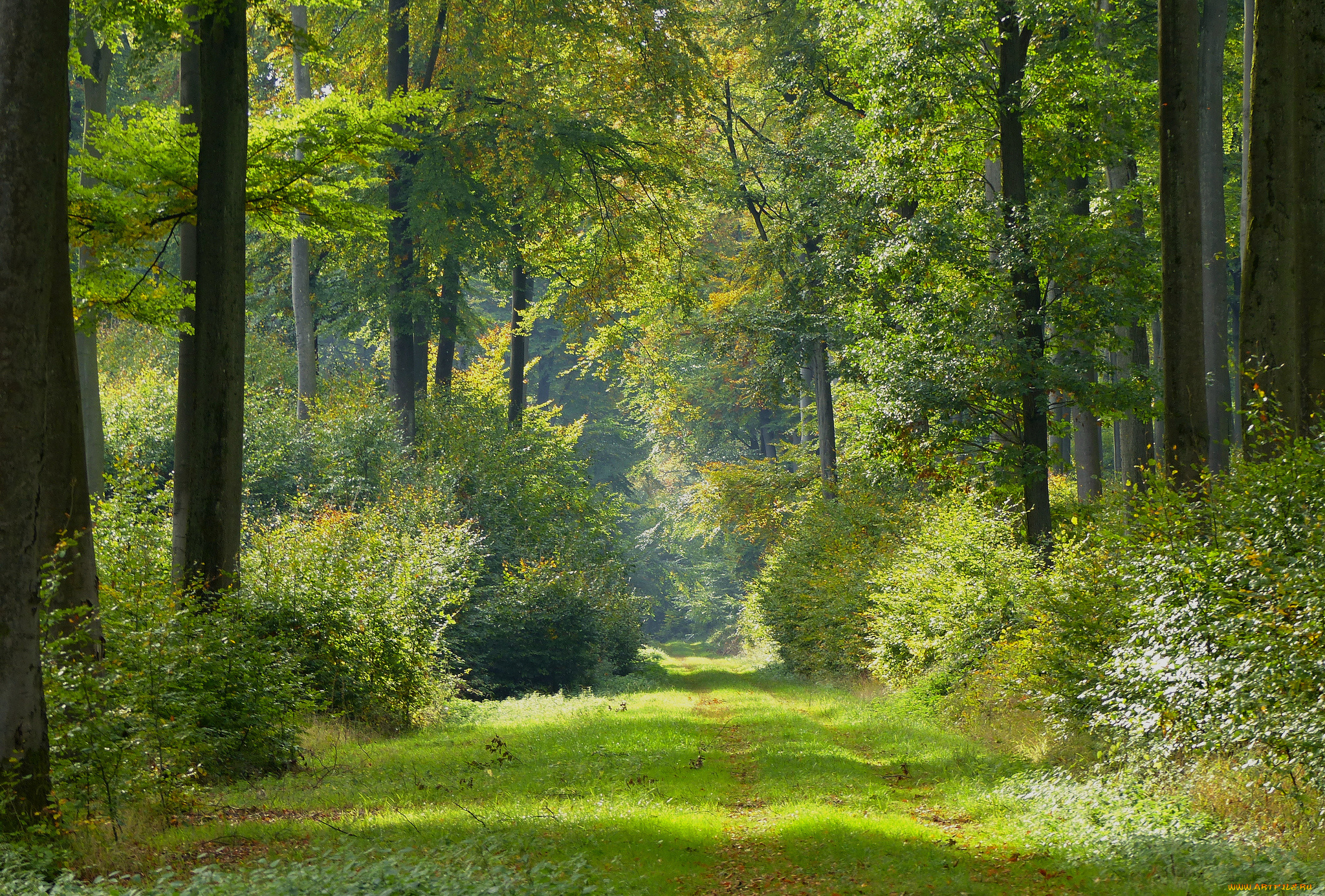 природа, лес, простор