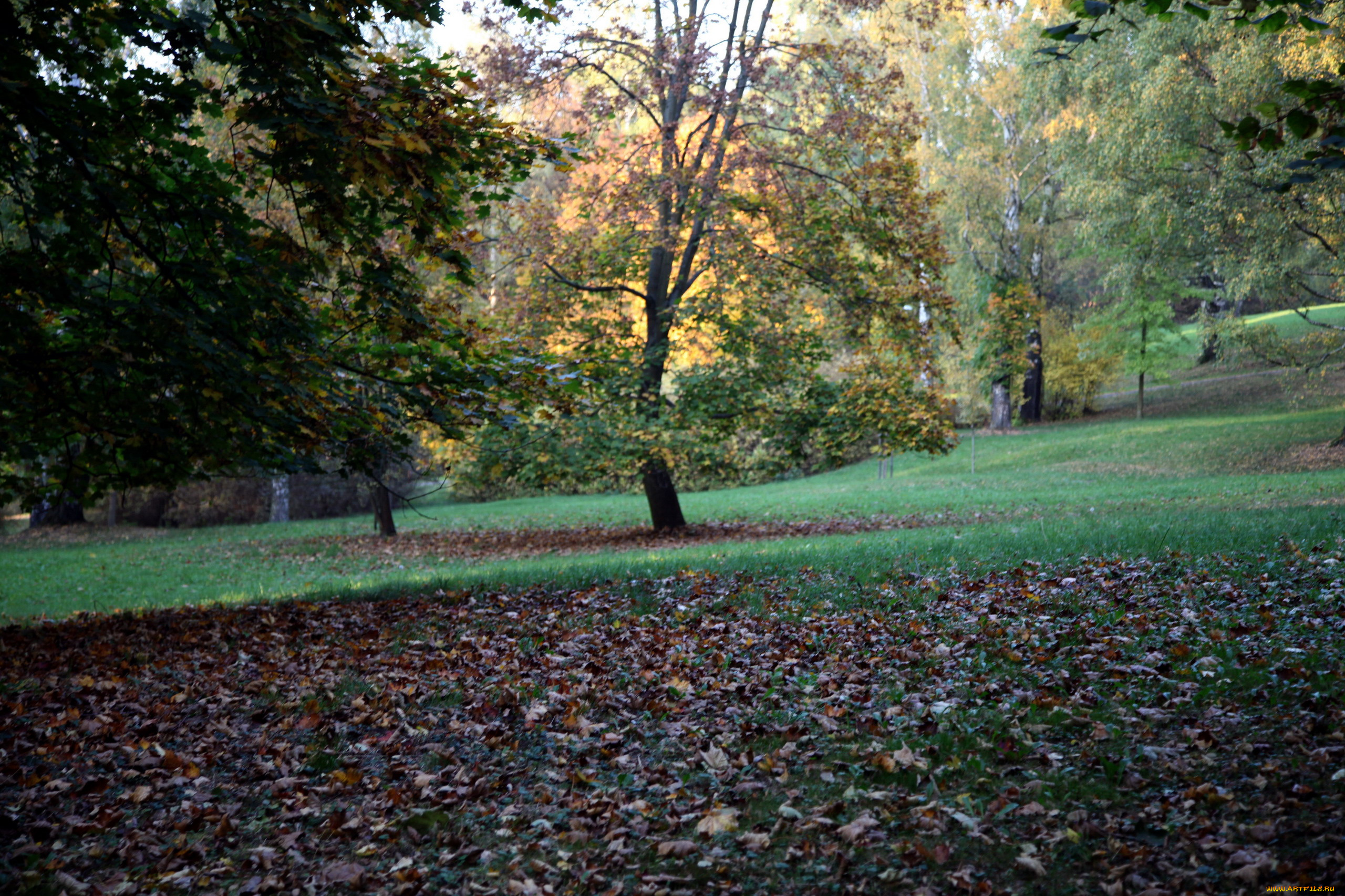 природа, парк, осень