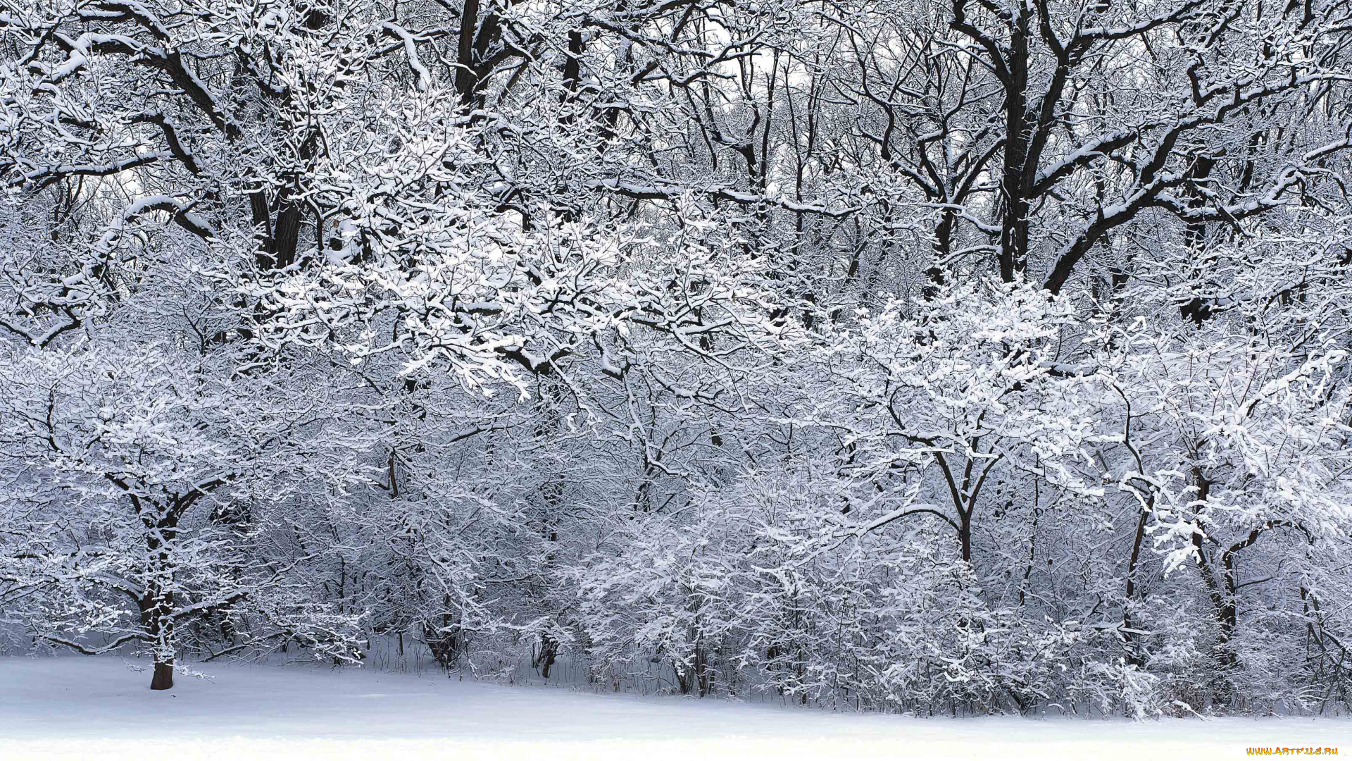 природа, зима, снег, деревья