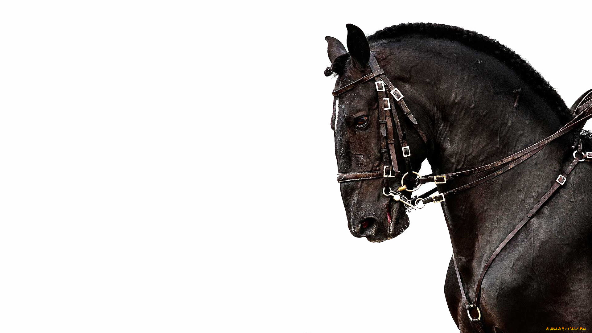 животные, лошади, упряжь, голова, конь