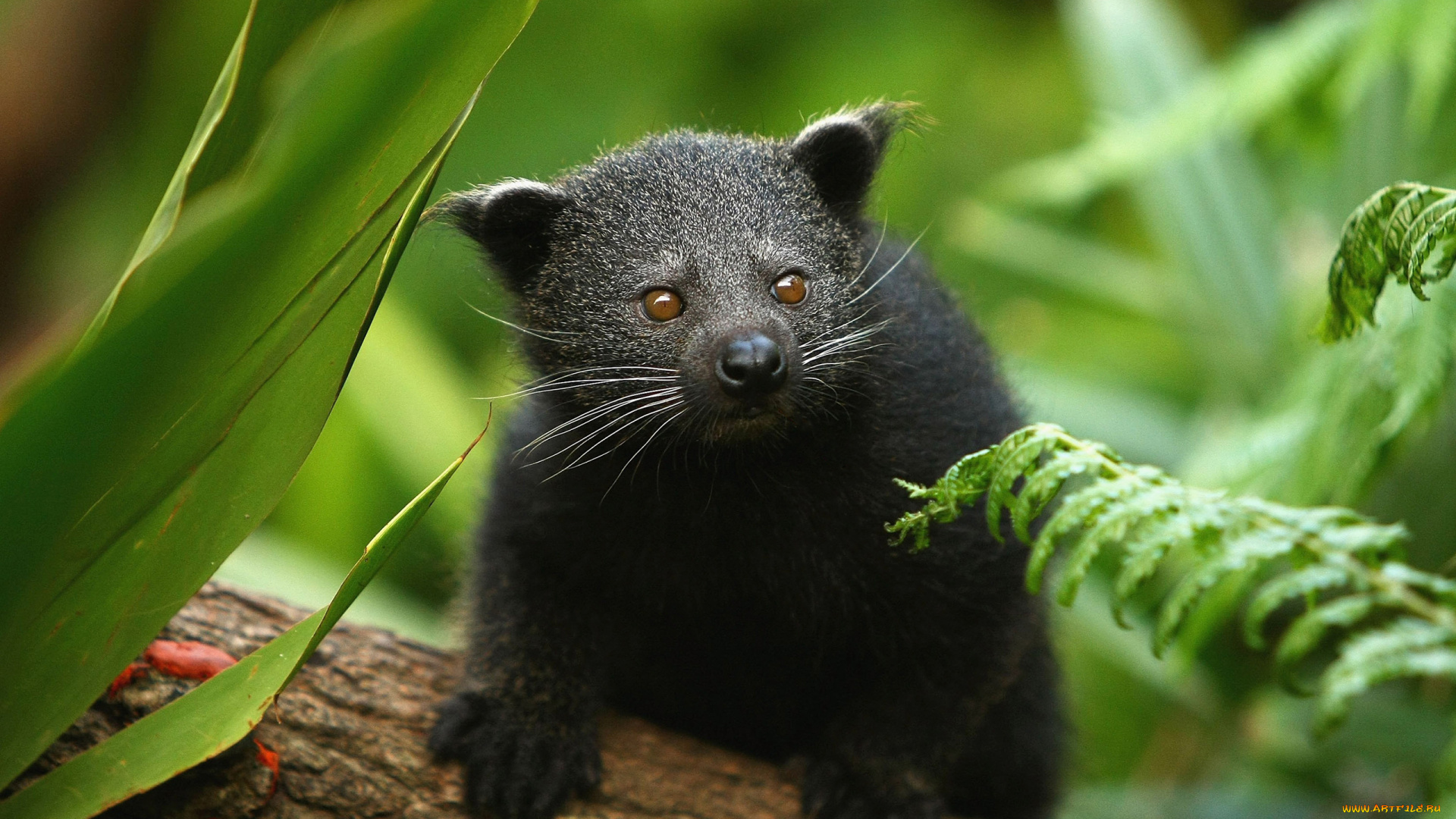 binturong, животные, бинтуронги, бинтуронг, млекопитающие, виверровые, хищники, шерсть, морда, когти, хвост