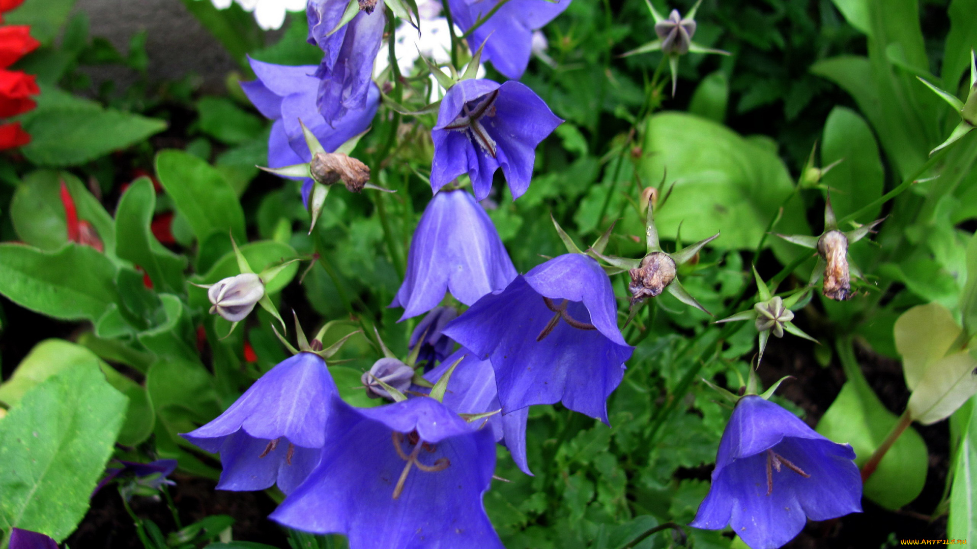 цветы, колокольчики, лиловые