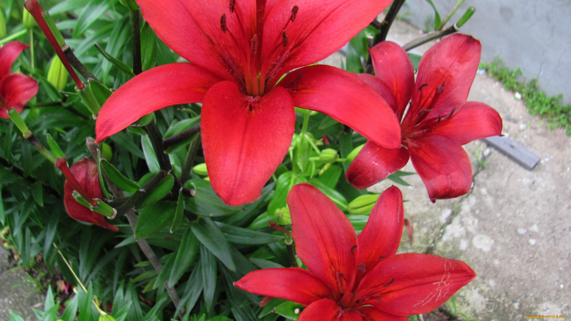 цветы, лилии, , лилейники, красные