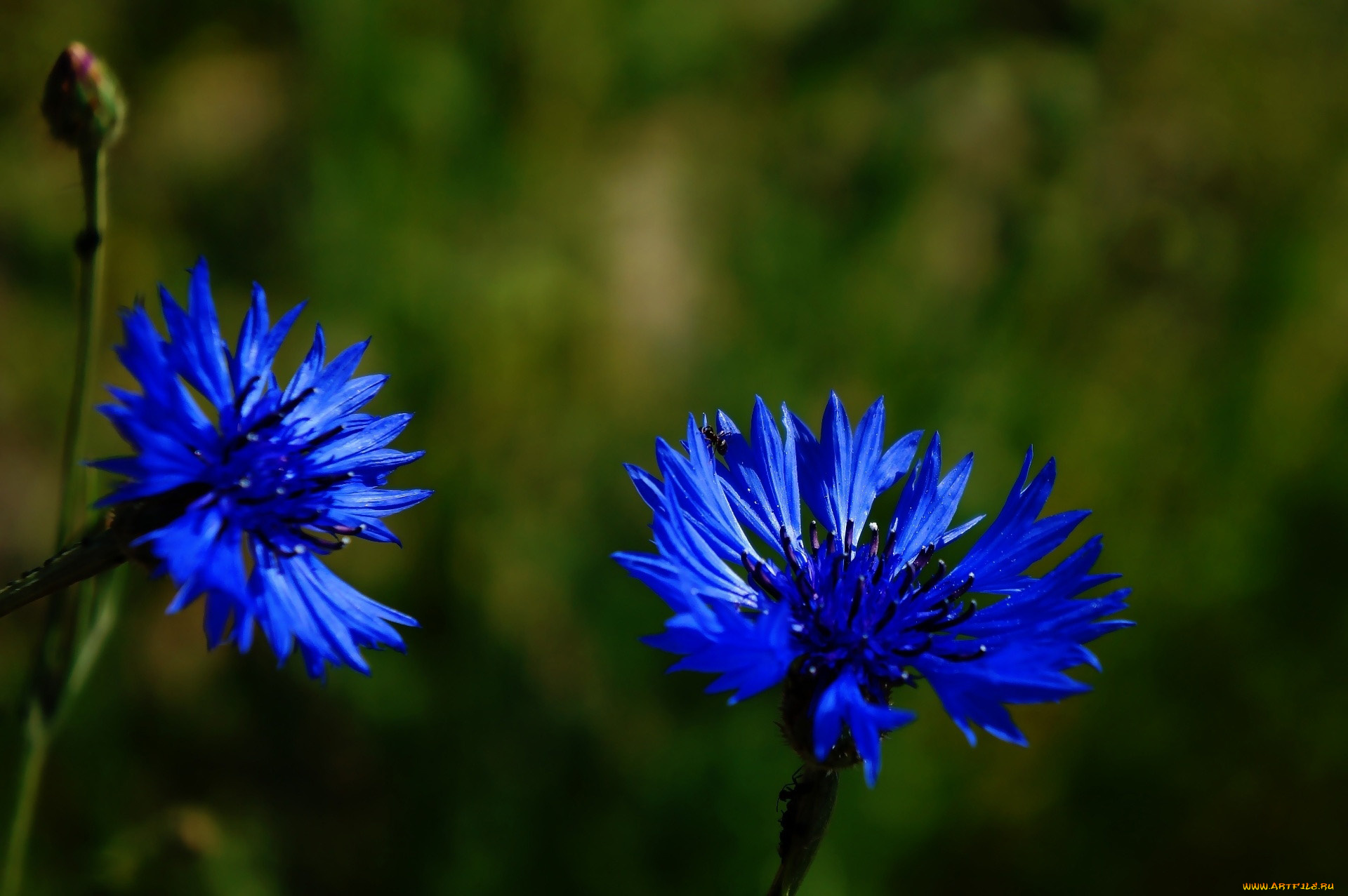 цветы, васильки, синий