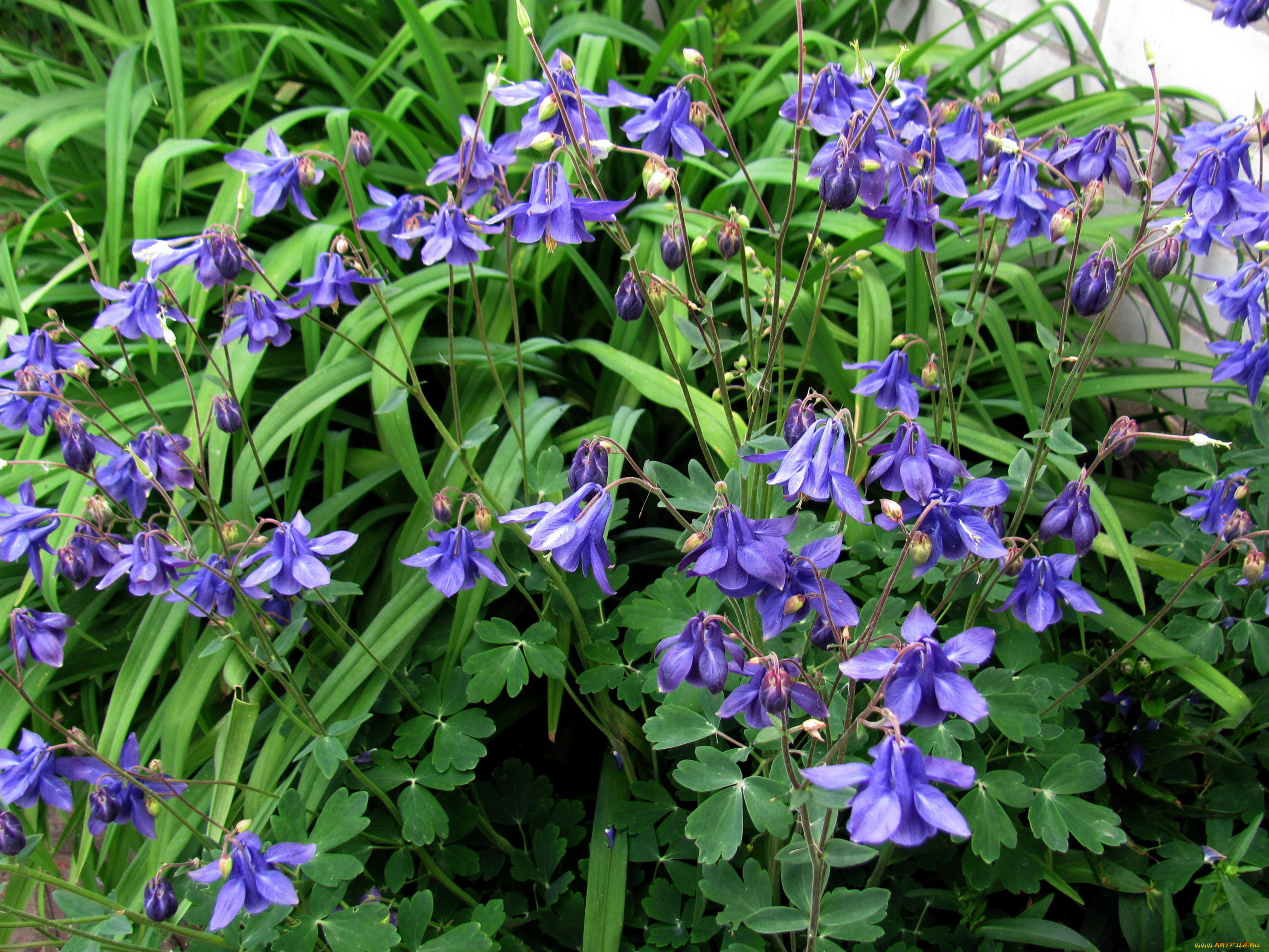 цветы, аквилегия, , водосбор, лиловый