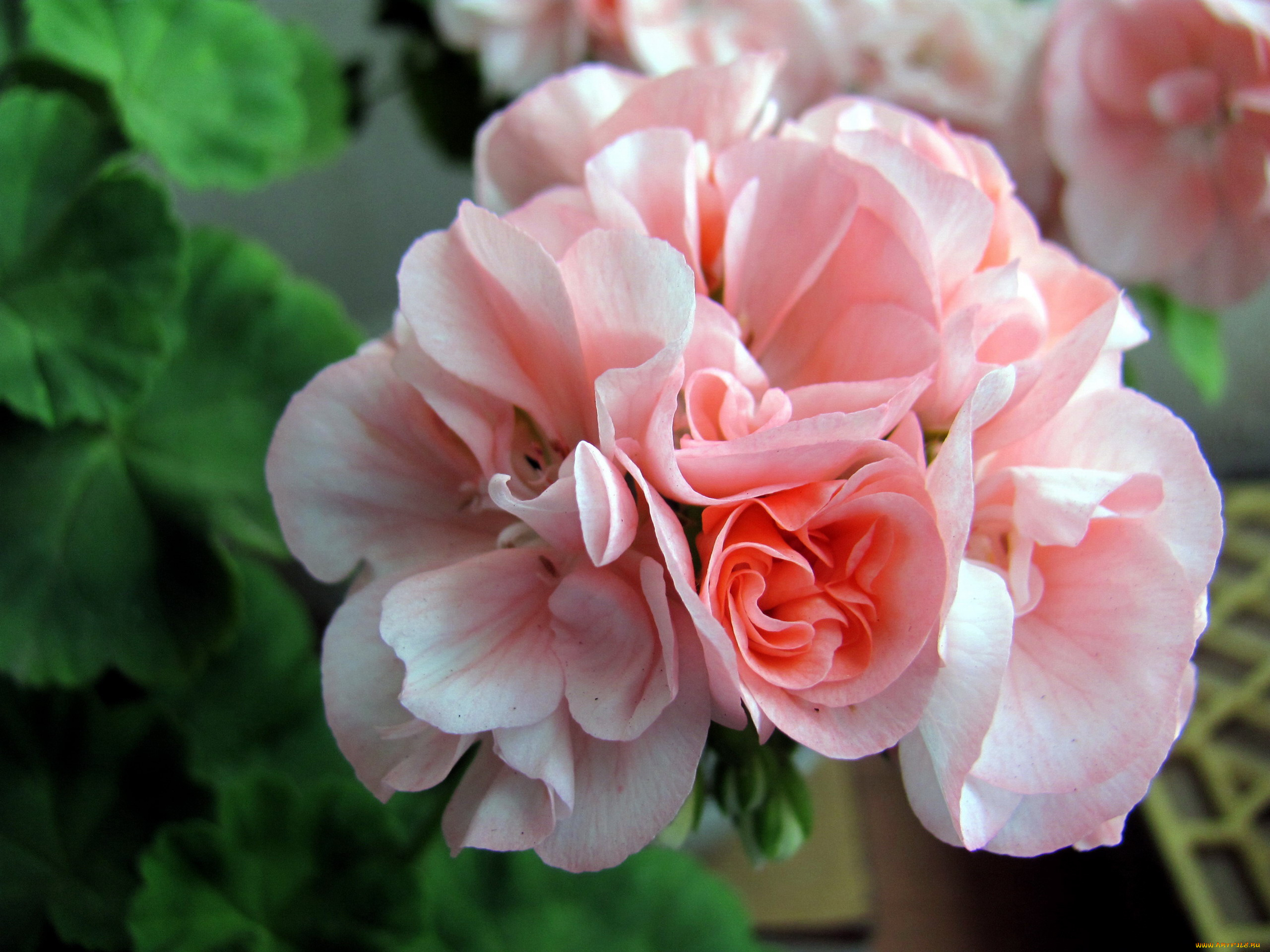 цветы, герань, розовый