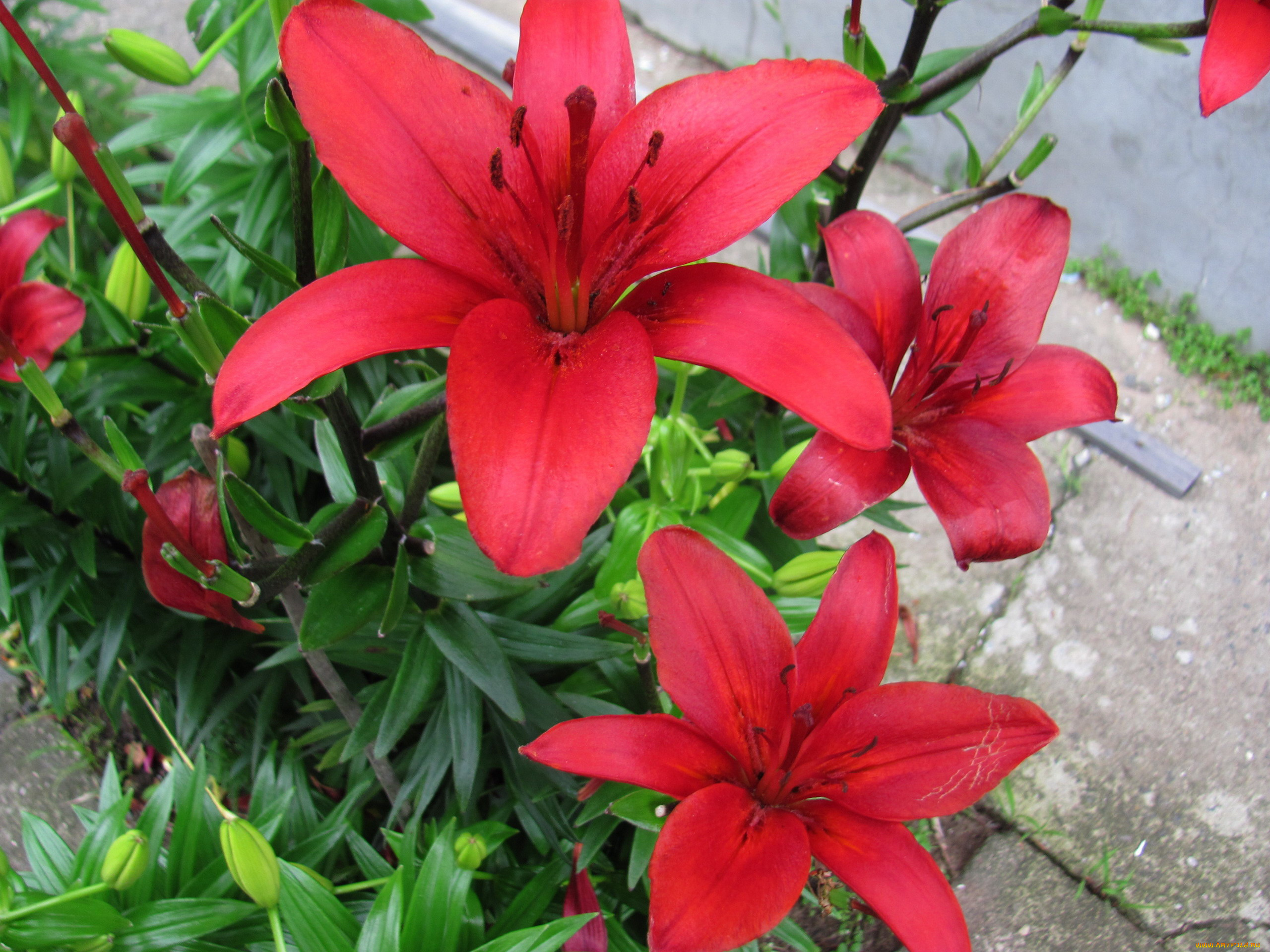 цветы, лилии, , лилейники, красные