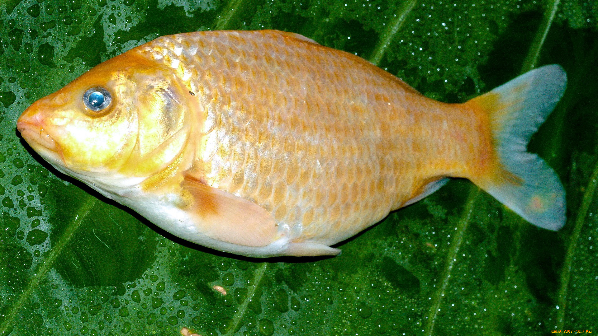 еда, рыба, , морепродукты, , суши, , роллы, свежая