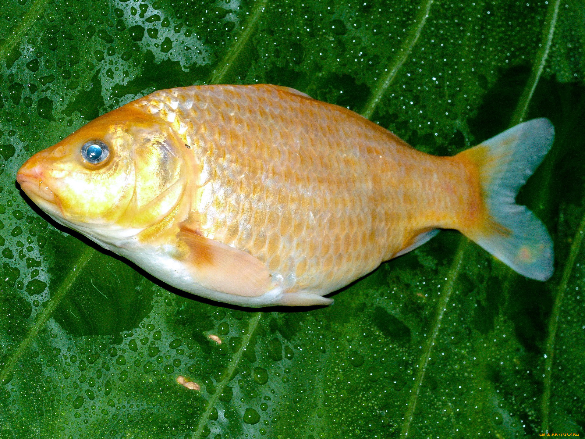 еда, рыба, , морепродукты, , суши, , роллы, свежая