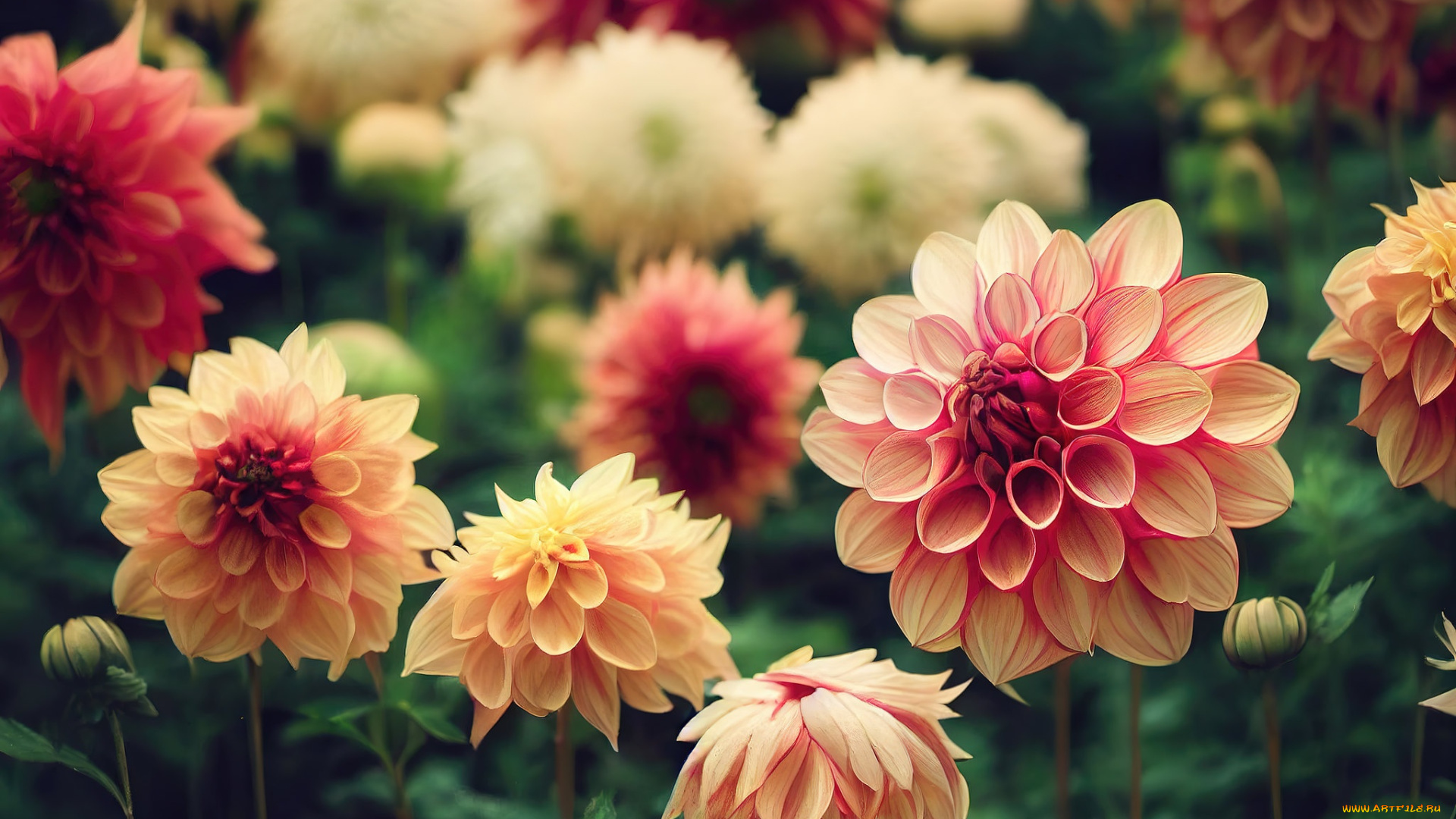 рисованное, цветы, лето, сад, красные, розовые, боке, кремовые