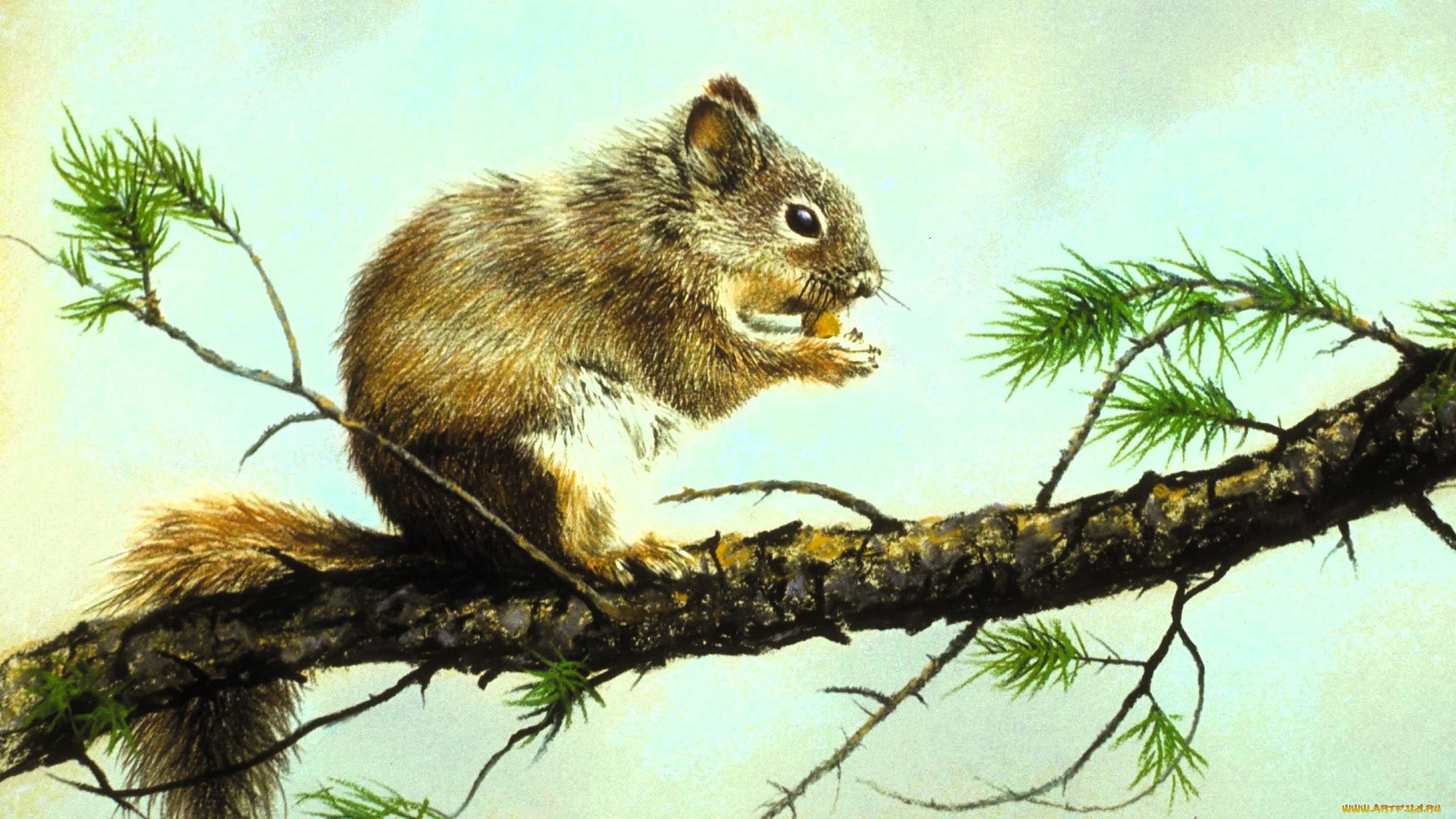 рисованное, животные, , белки, белка, ветка
