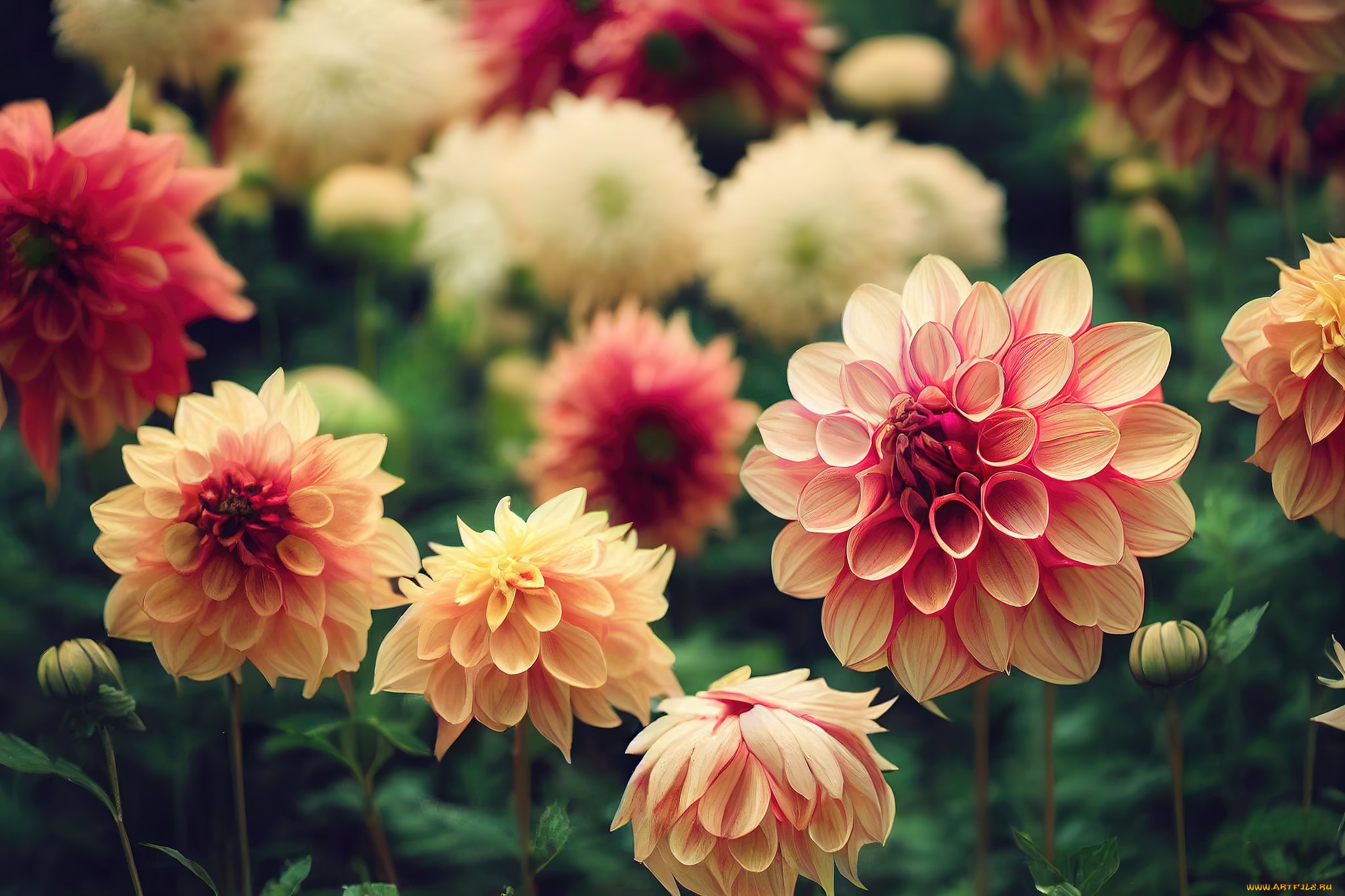 рисованное, цветы, лето, сад, красные, розовые, боке, кремовые