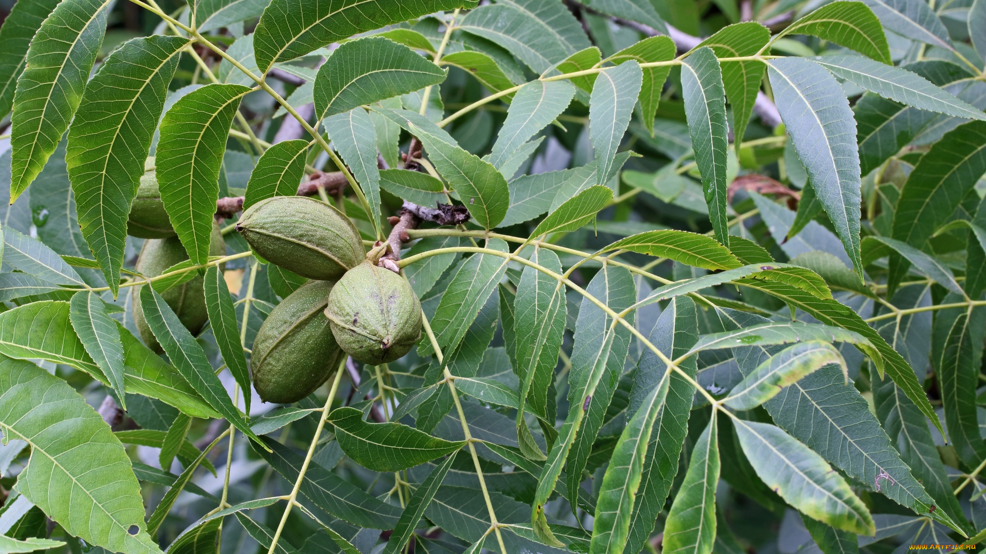 pecan, nuts, природа, плоды, pecan, nuts