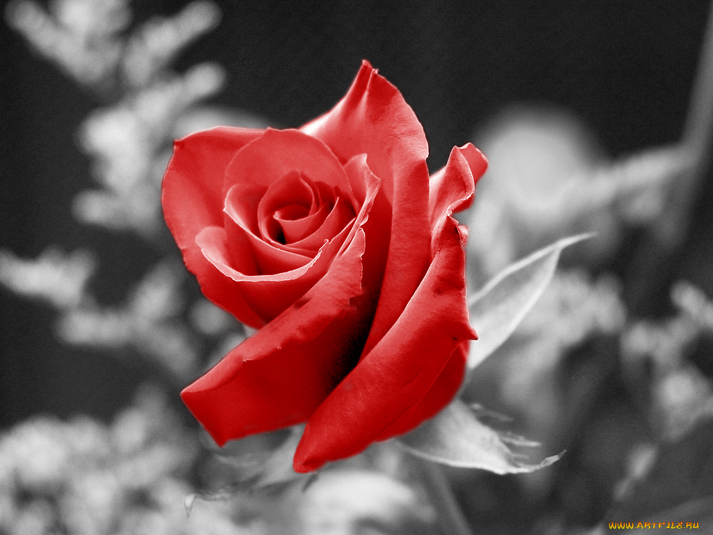 цветы, розы