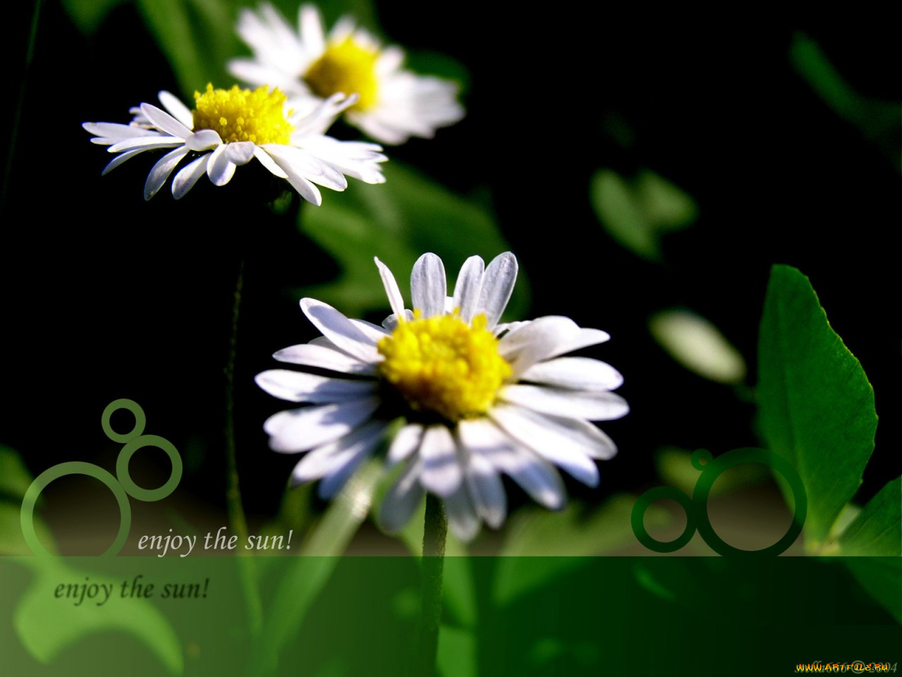 цветы, ромашки