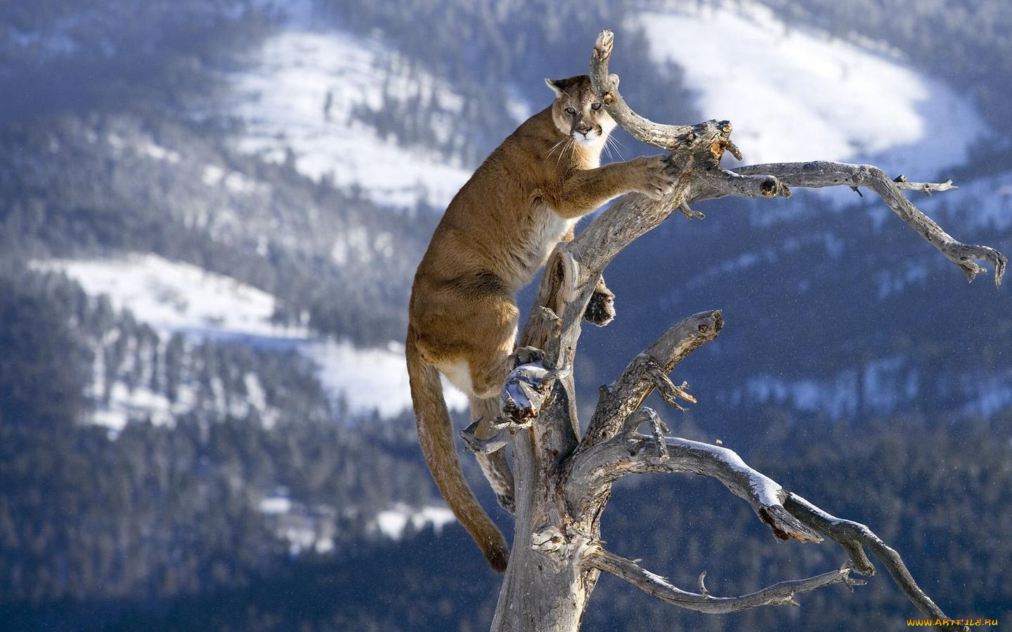 животные, пумы