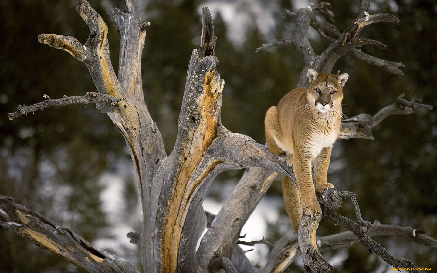 животные, пумы