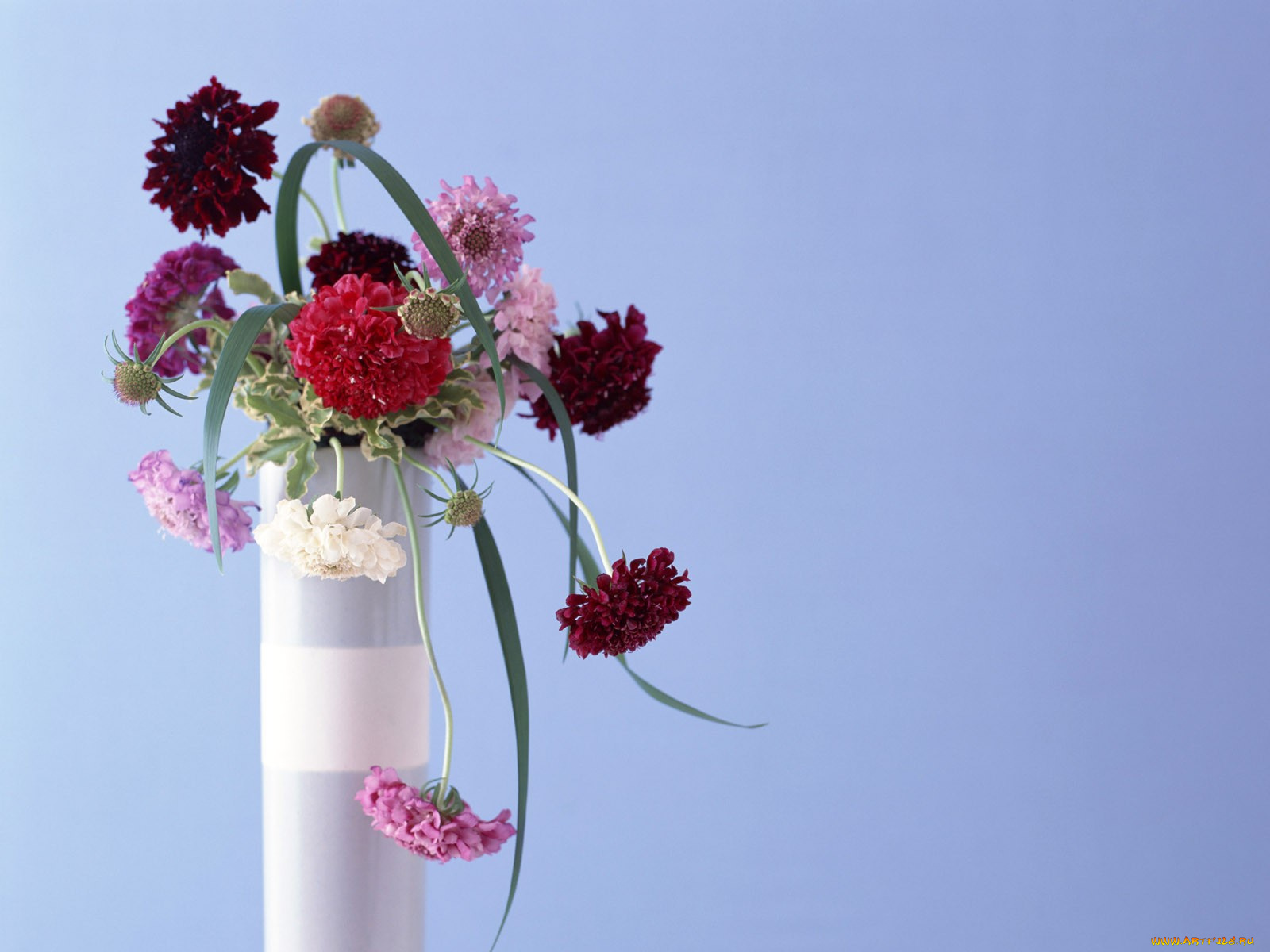 цветы, букеты, композиции