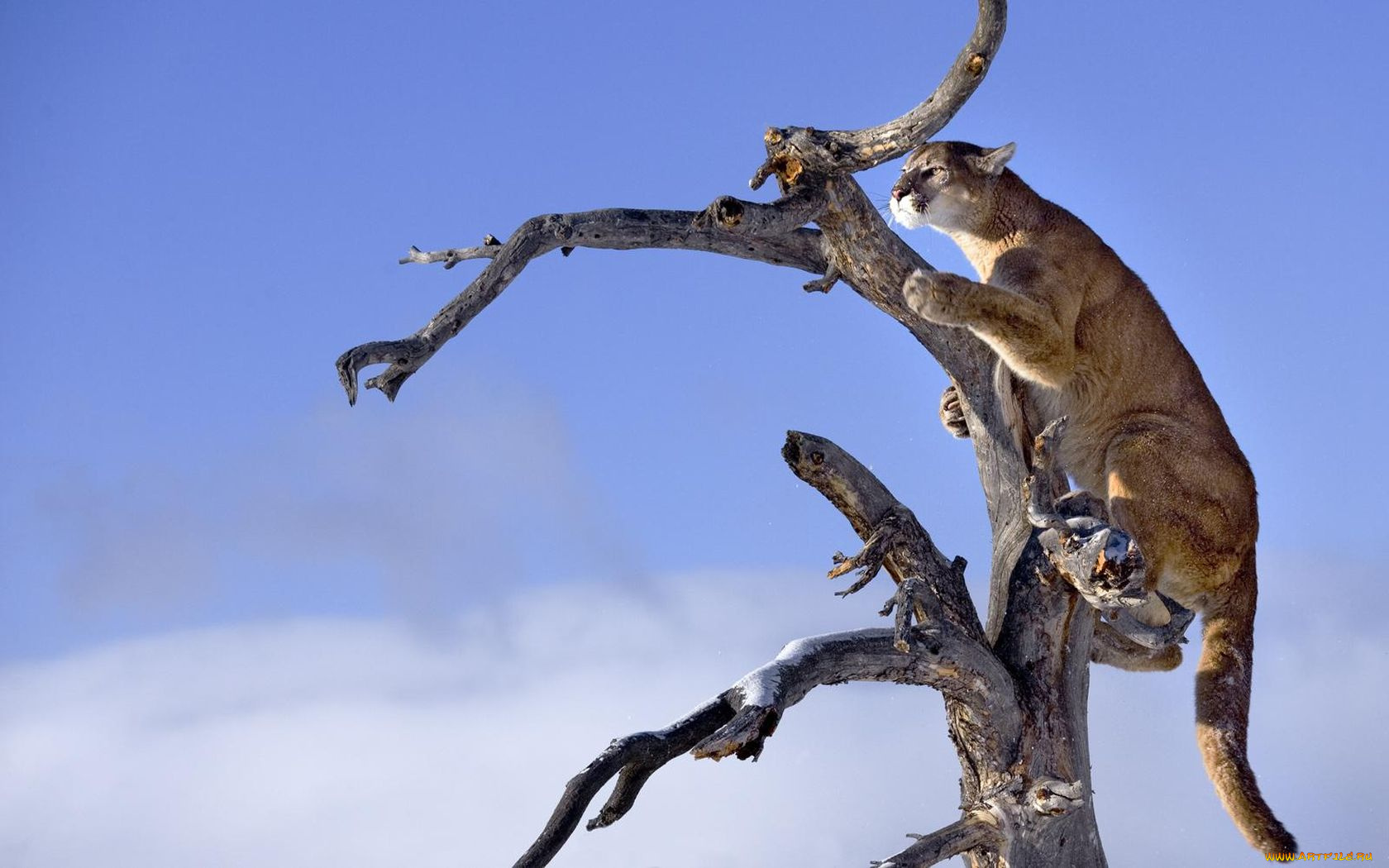 животные, пумы