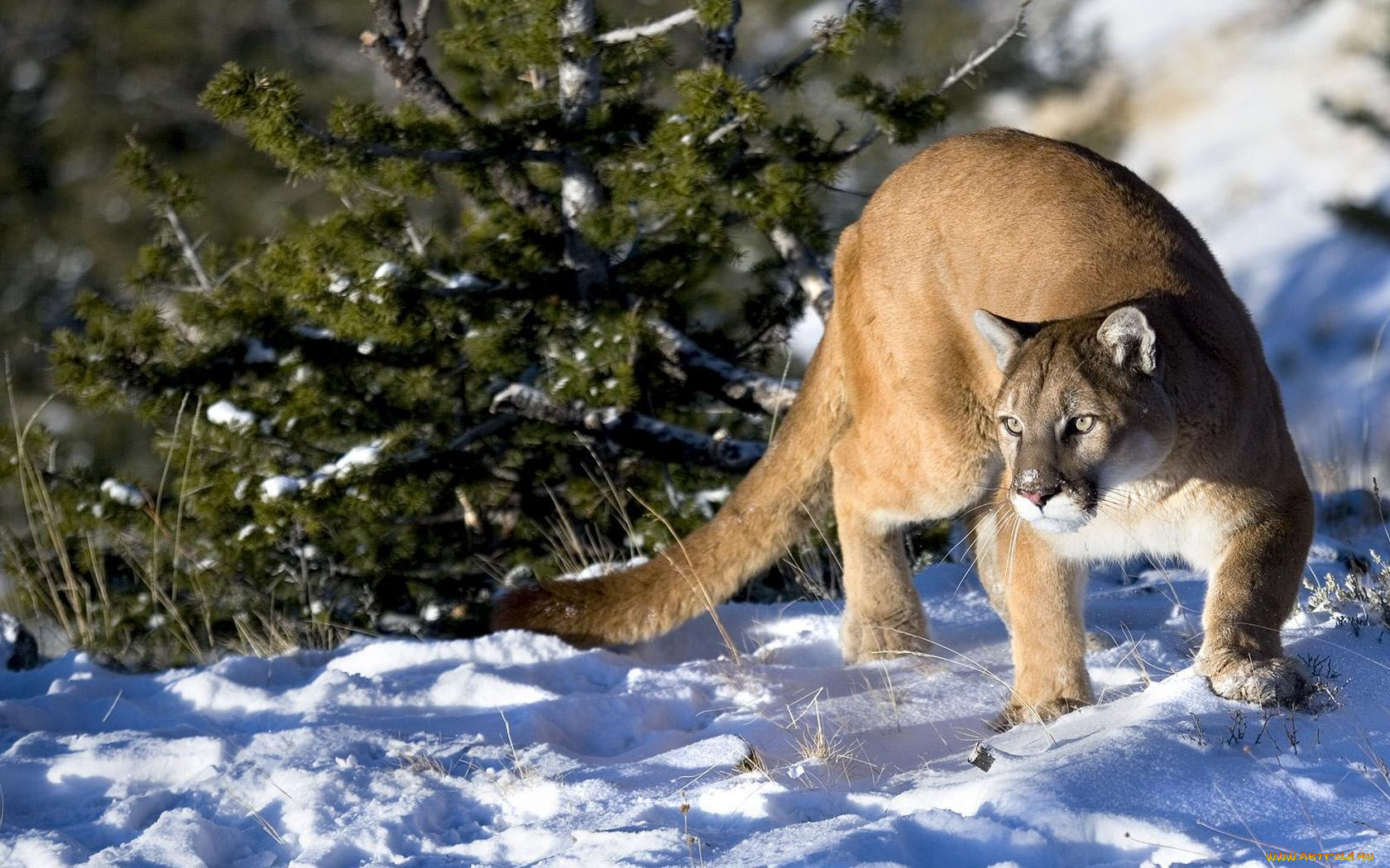 животные, пумы