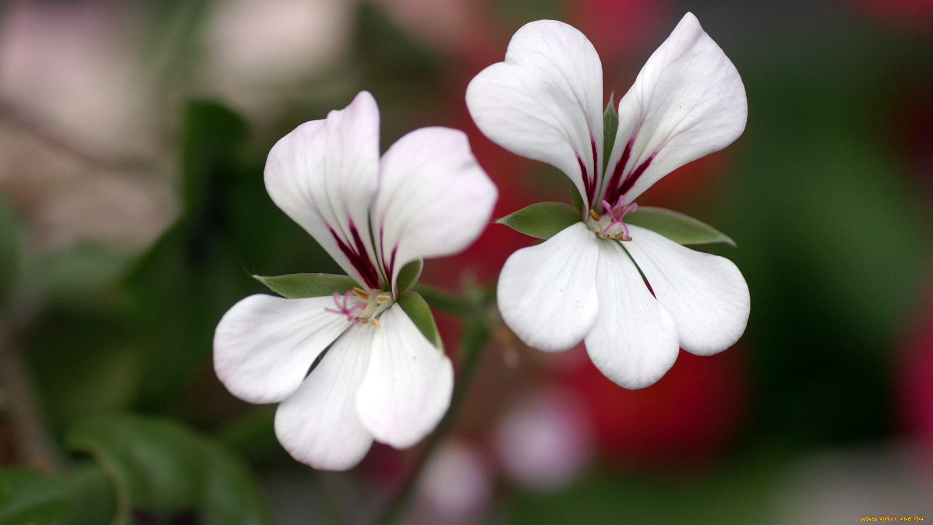 цветы, герань