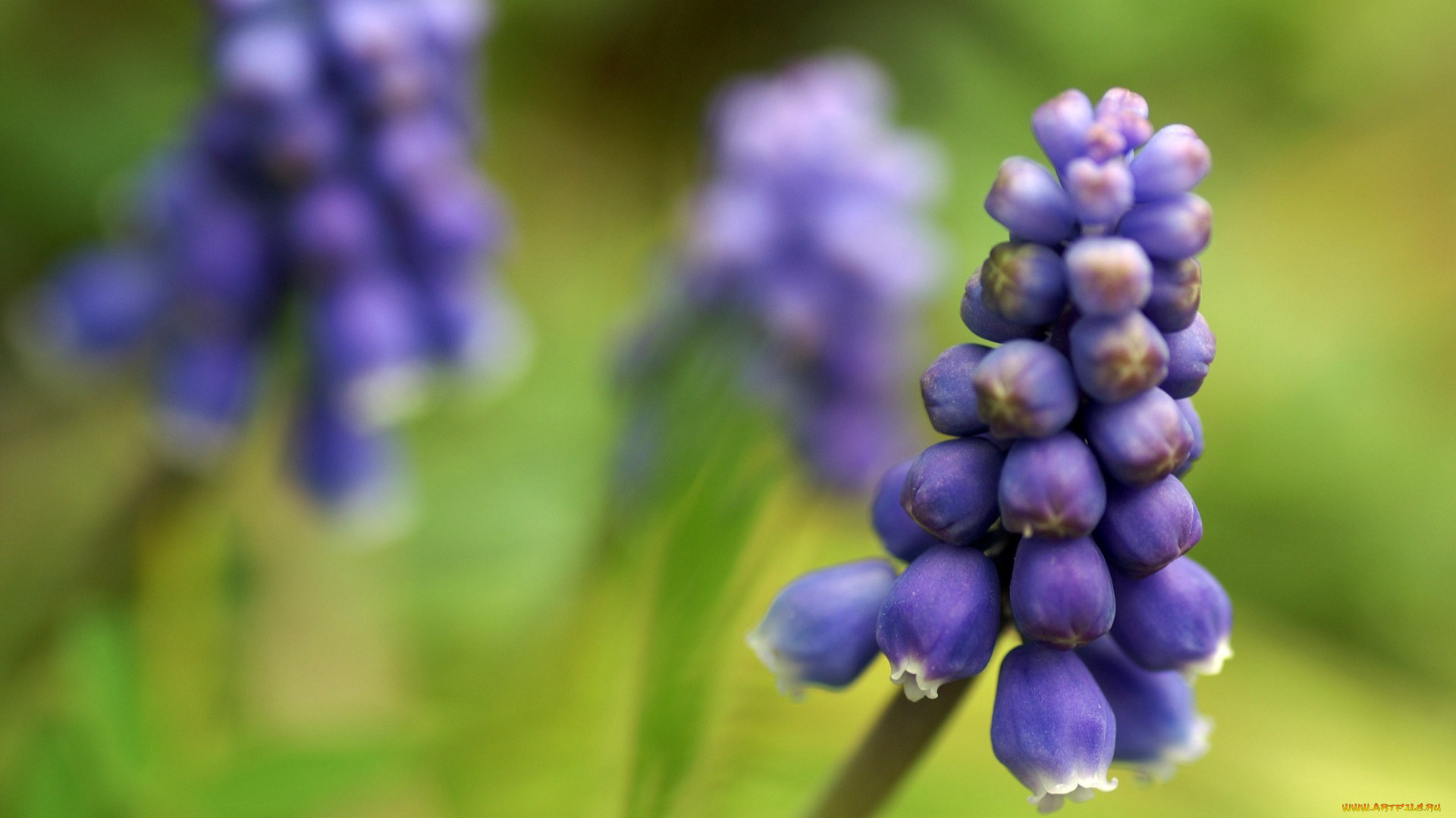 цветы, гиацинты